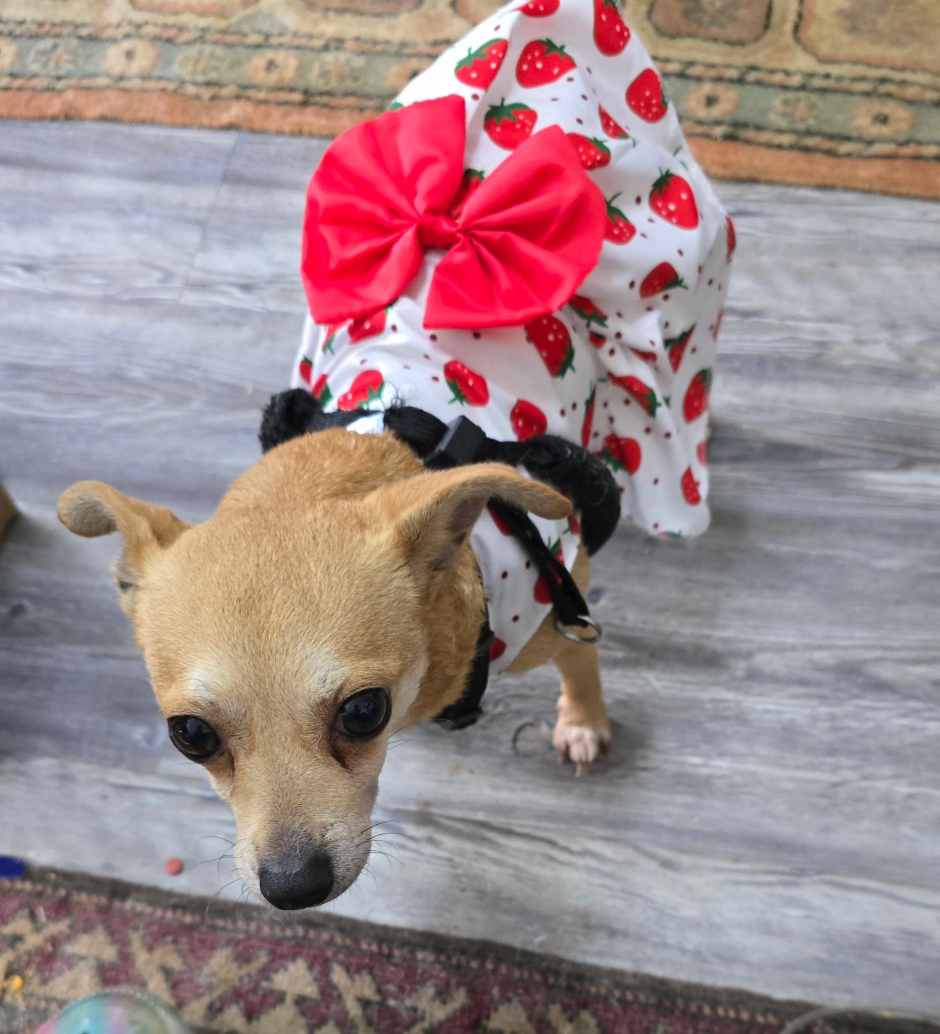 Enlarge Abigale (Abby), a ADOPTABLE mixed breed in Temple, TX image 4/4
