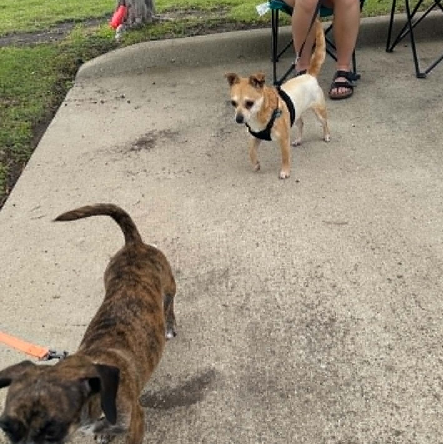 Abigale (Abby), a ADOPTABLE mixed breed in Temple, TX image 4/4