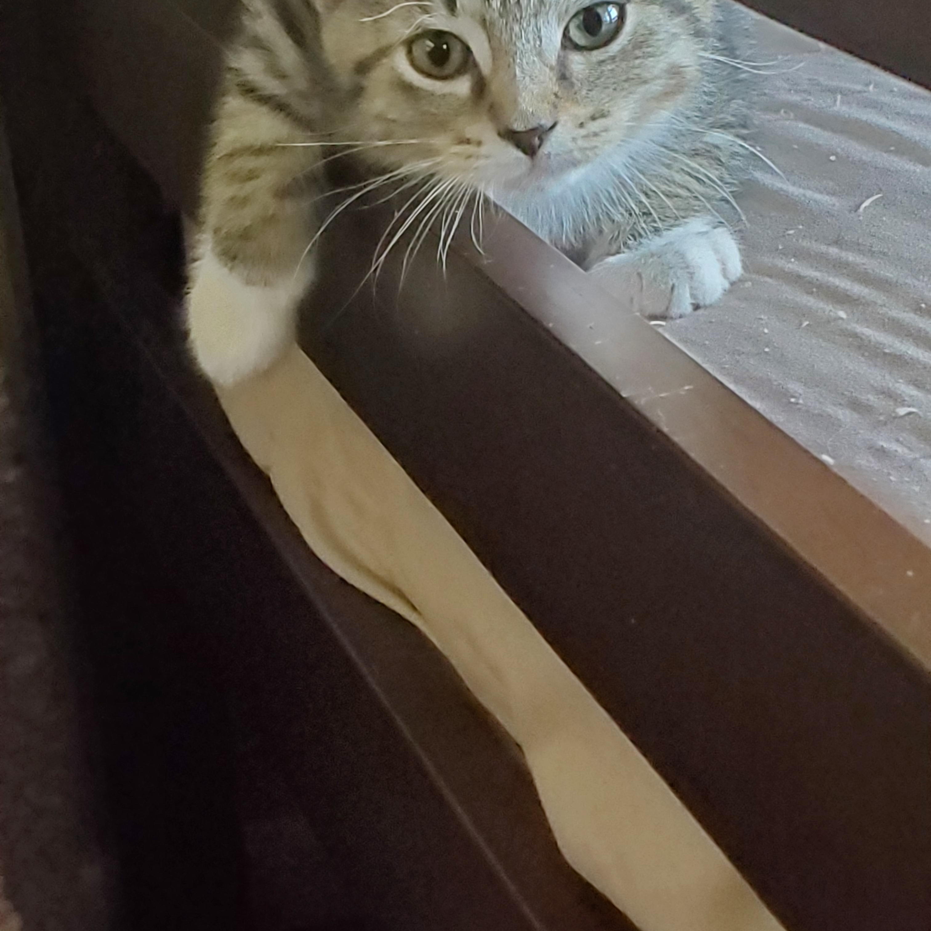 Enlarge Baby Spice, a ADOPTABLE Domestic Short Hair in Medina, OH image 1/5