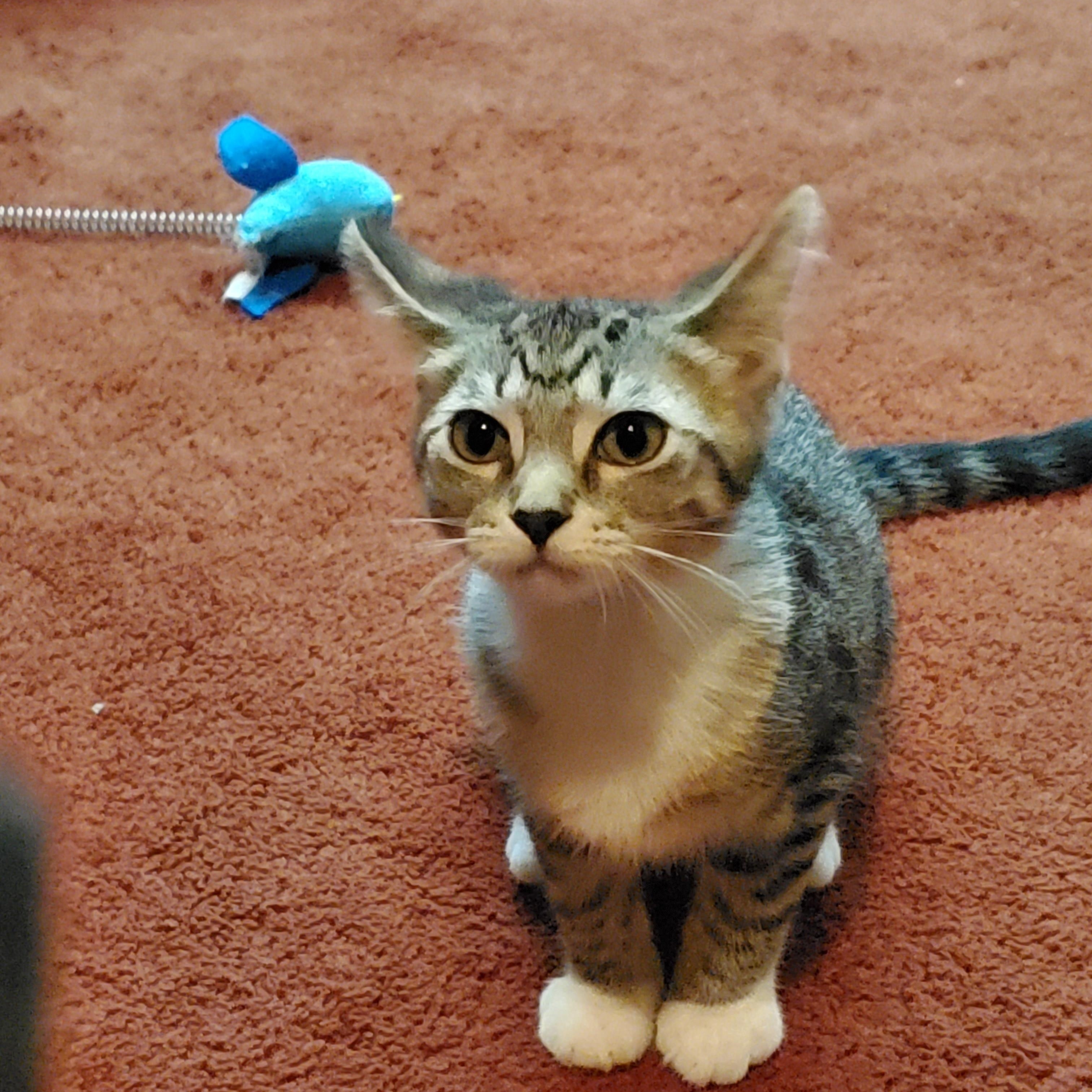 Enlarge Baby Spice, a ADOPTABLE Domestic Short Hair in Medina, OH image 4/5