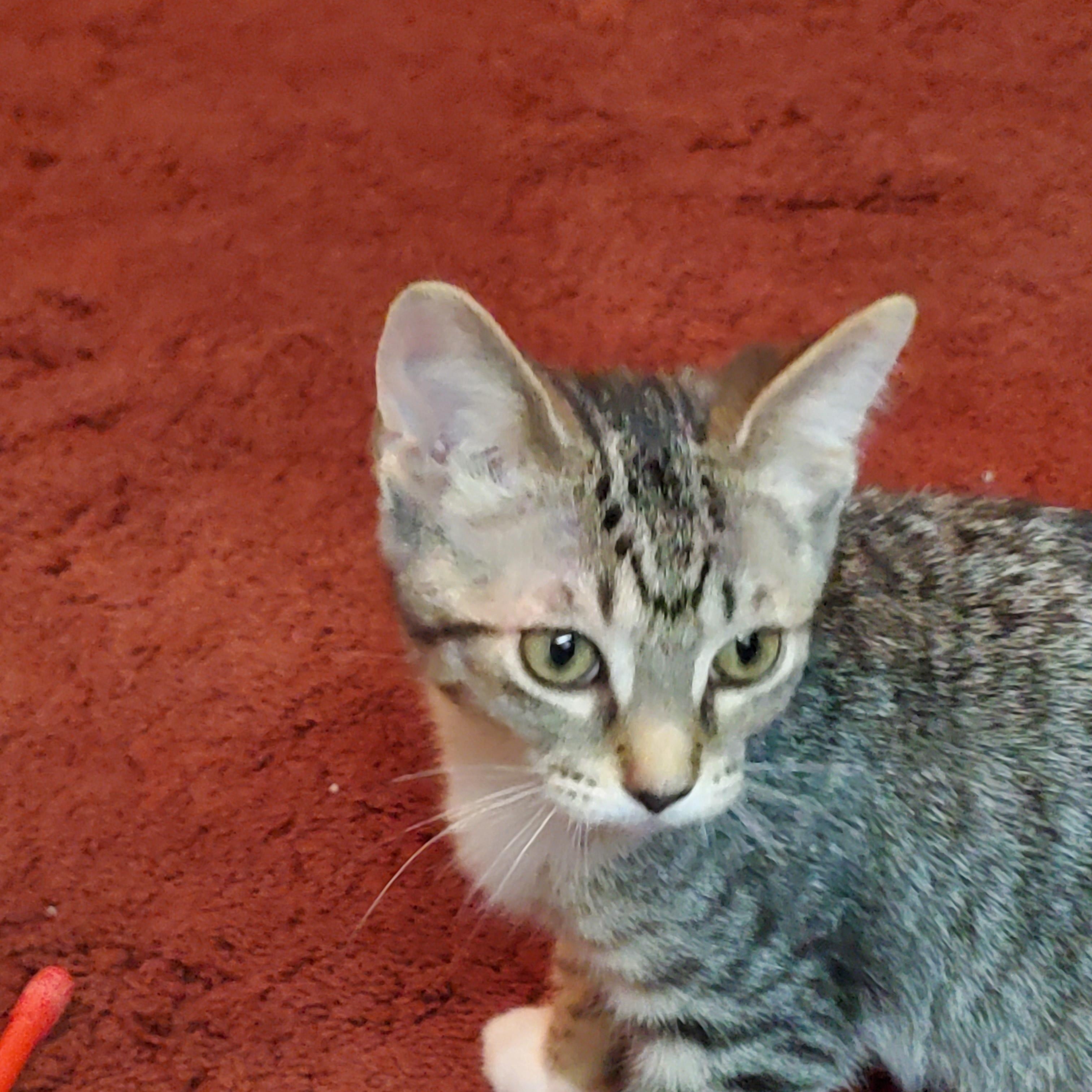 Enlarge Baby Spice, a ADOPTABLE Domestic Short Hair in Medina, OH image 5/5