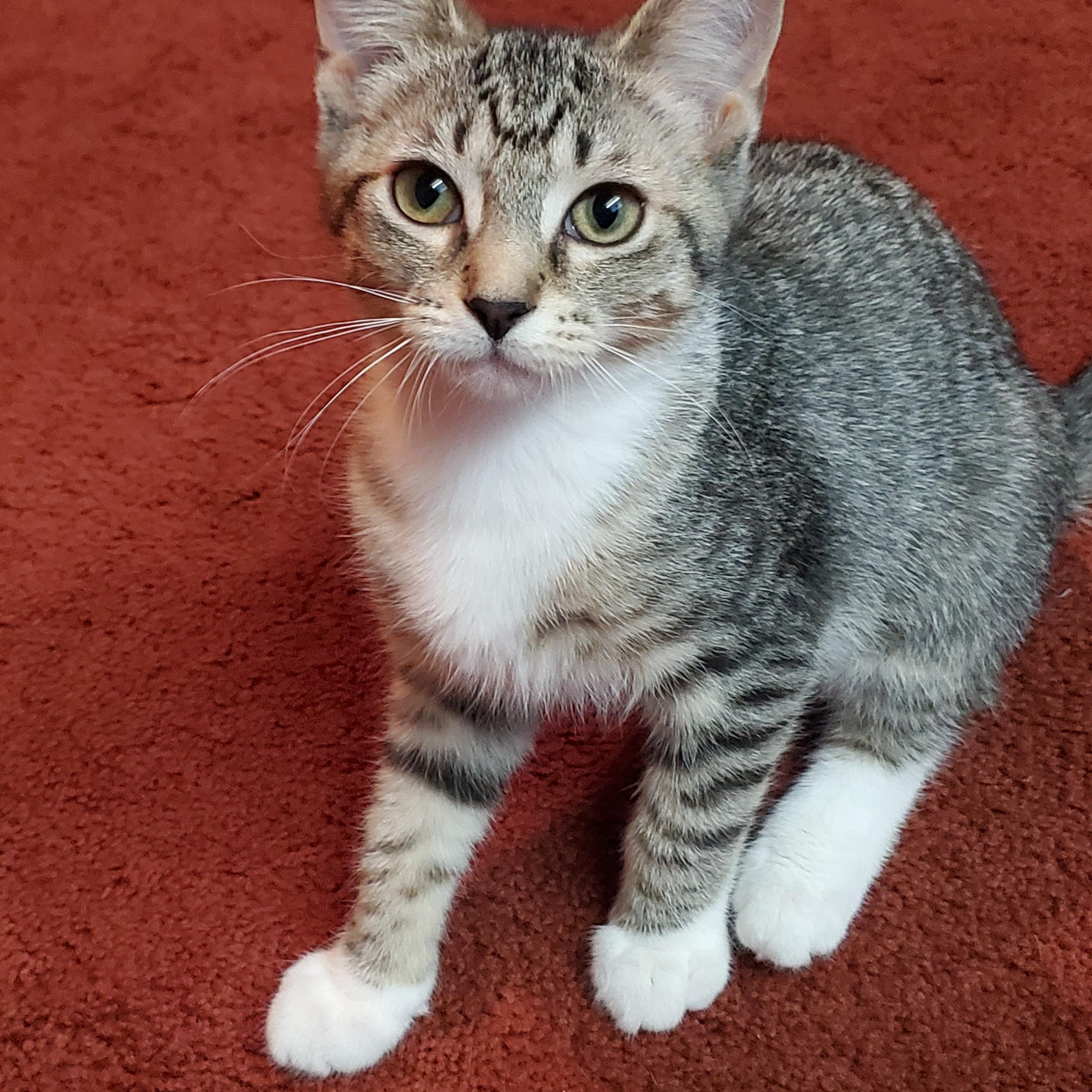 Enlarge Baby Spice, a ADOPTABLE Domestic Short Hair in Medina, OH image 3/5