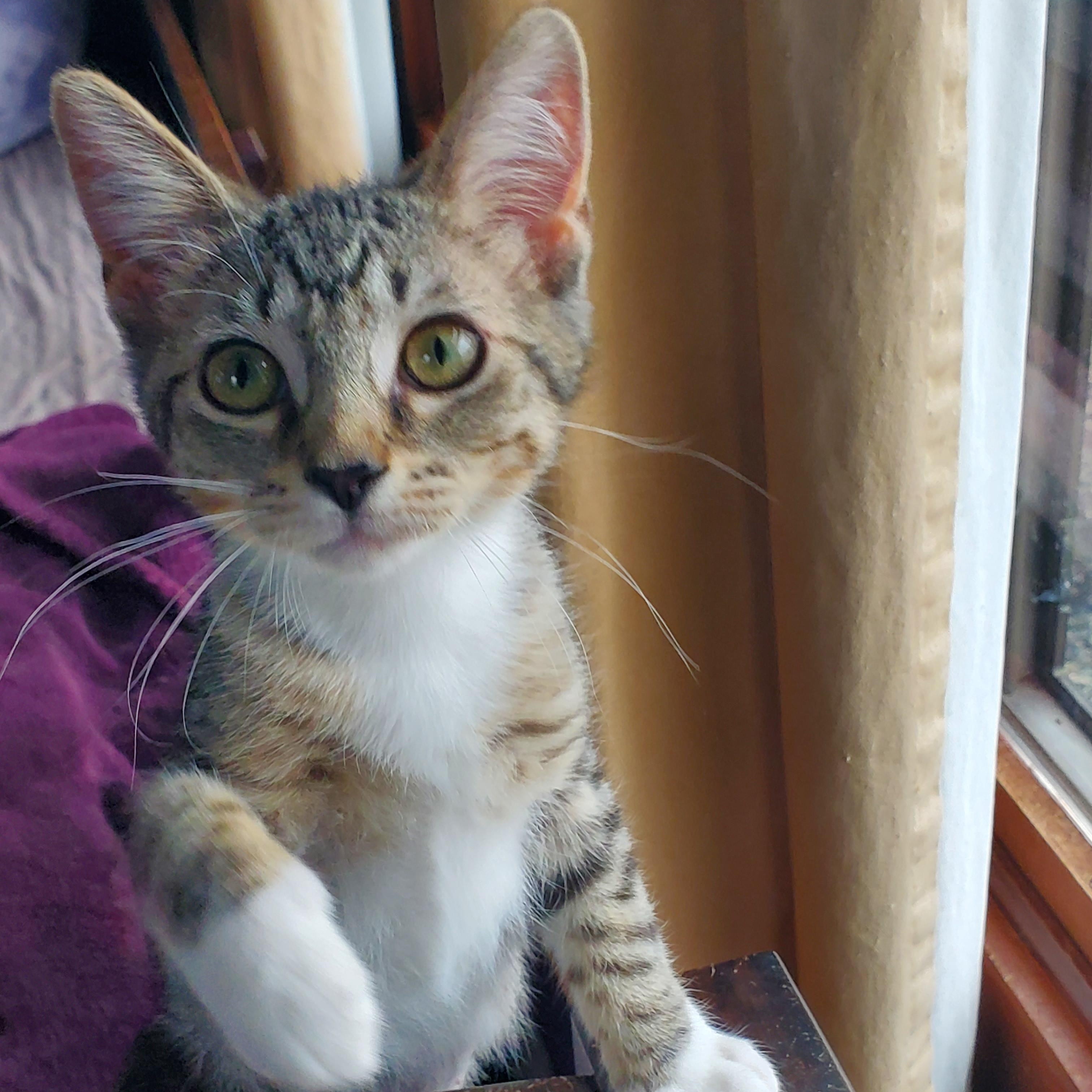 Enlarge Baby Spice, a ADOPTABLE Domestic Short Hair in Medina, OH image 2/5