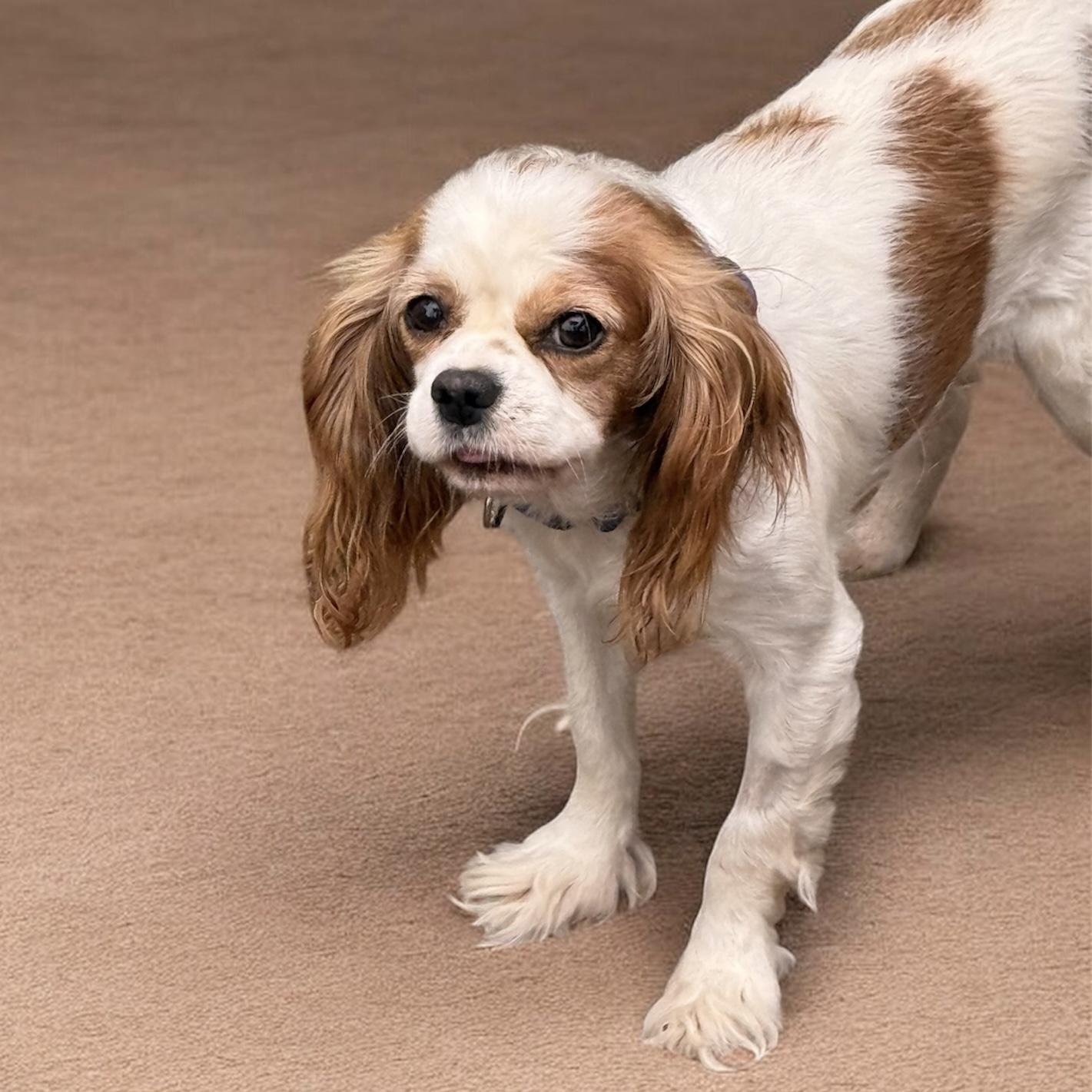 Enlarge Strawberry Shortcake, a Adoptable Cavalier King Charles Spaniel in South Saint Paul, MN image 3/4