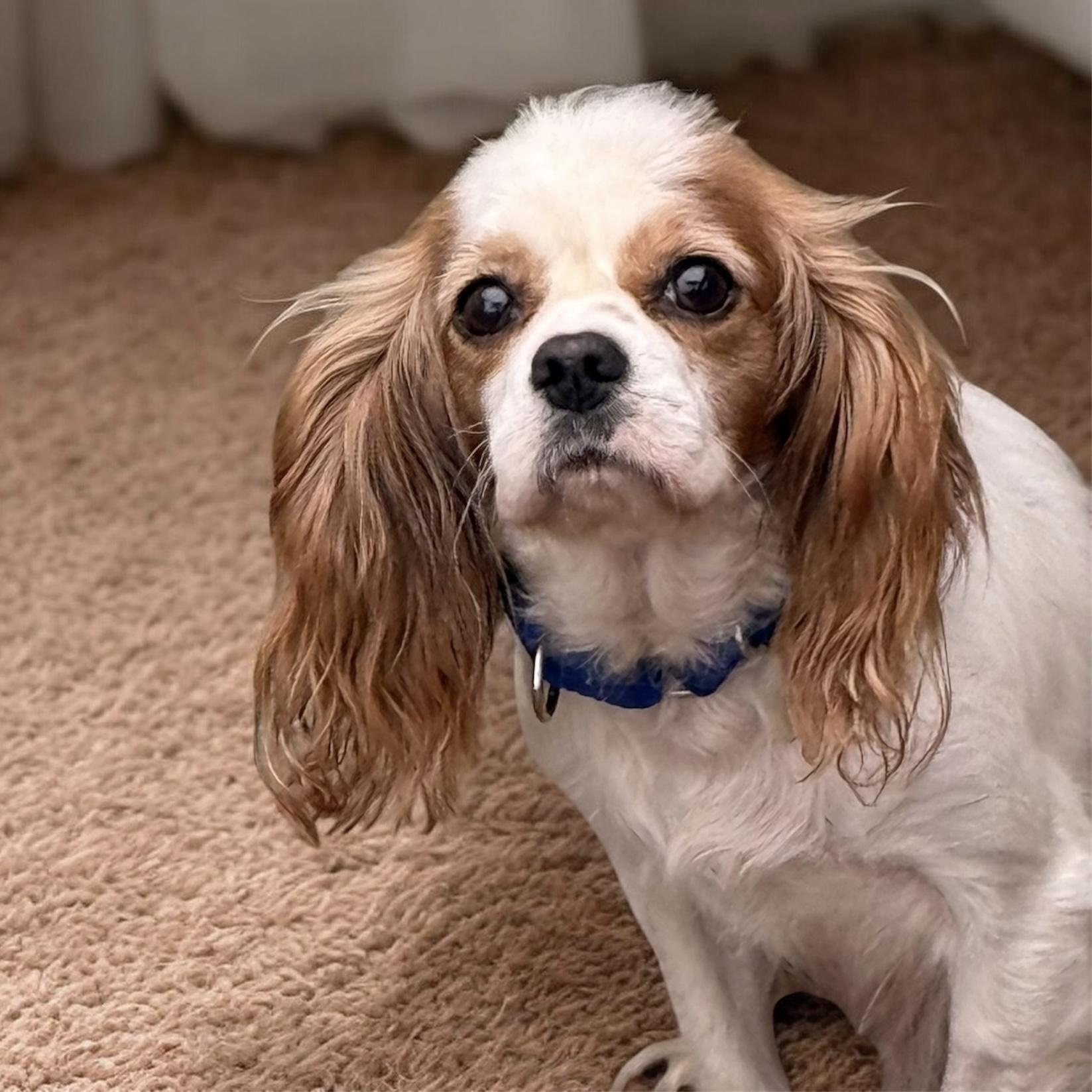 Strawberry Shortcake, Adoptable, Adult Female Cavalier King Charles Spaniel.