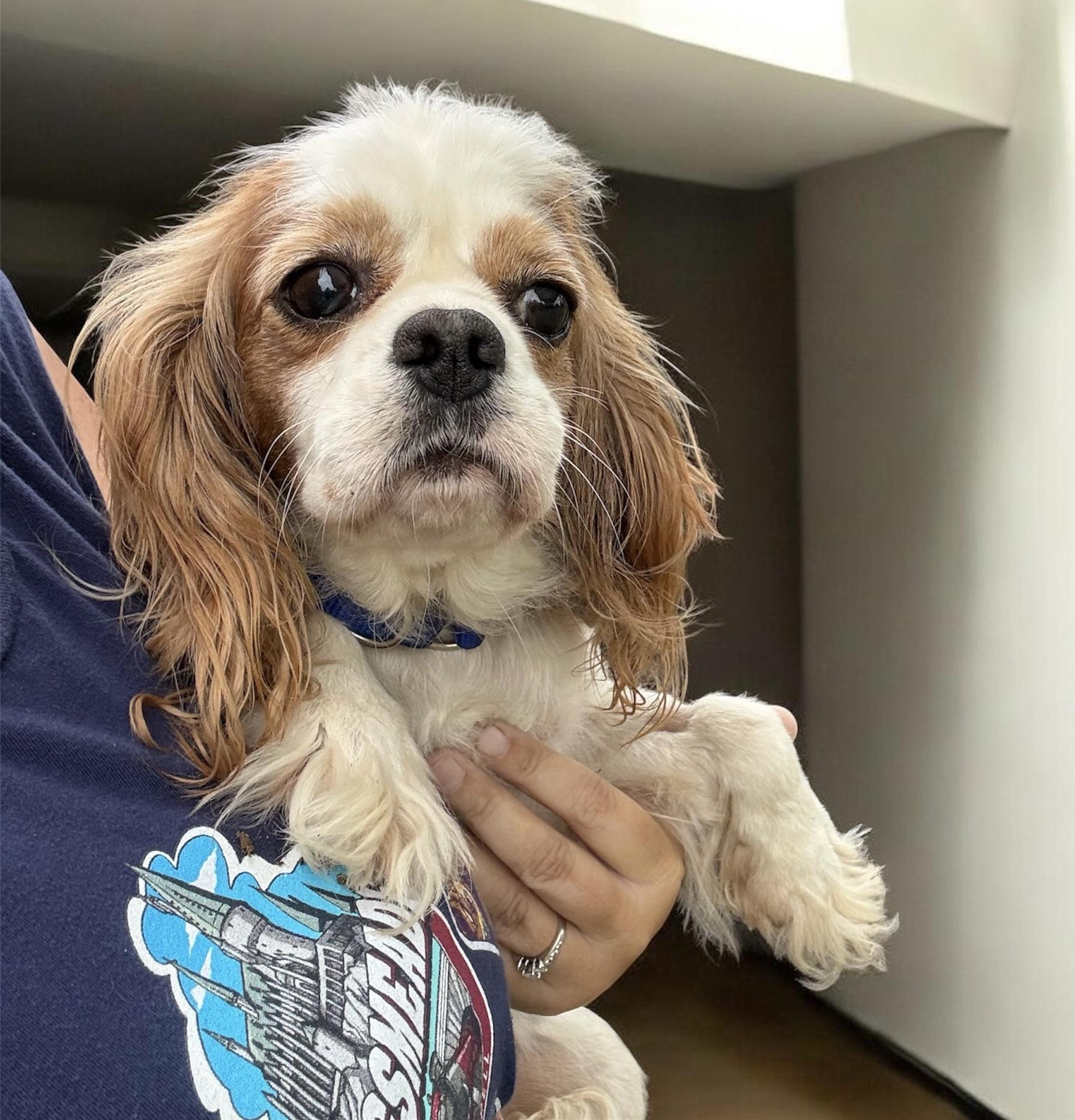 Enlarge Strawberry Shortcake, a Adoptable Cavalier King Charles Spaniel in South Saint Paul, MN image 4/4