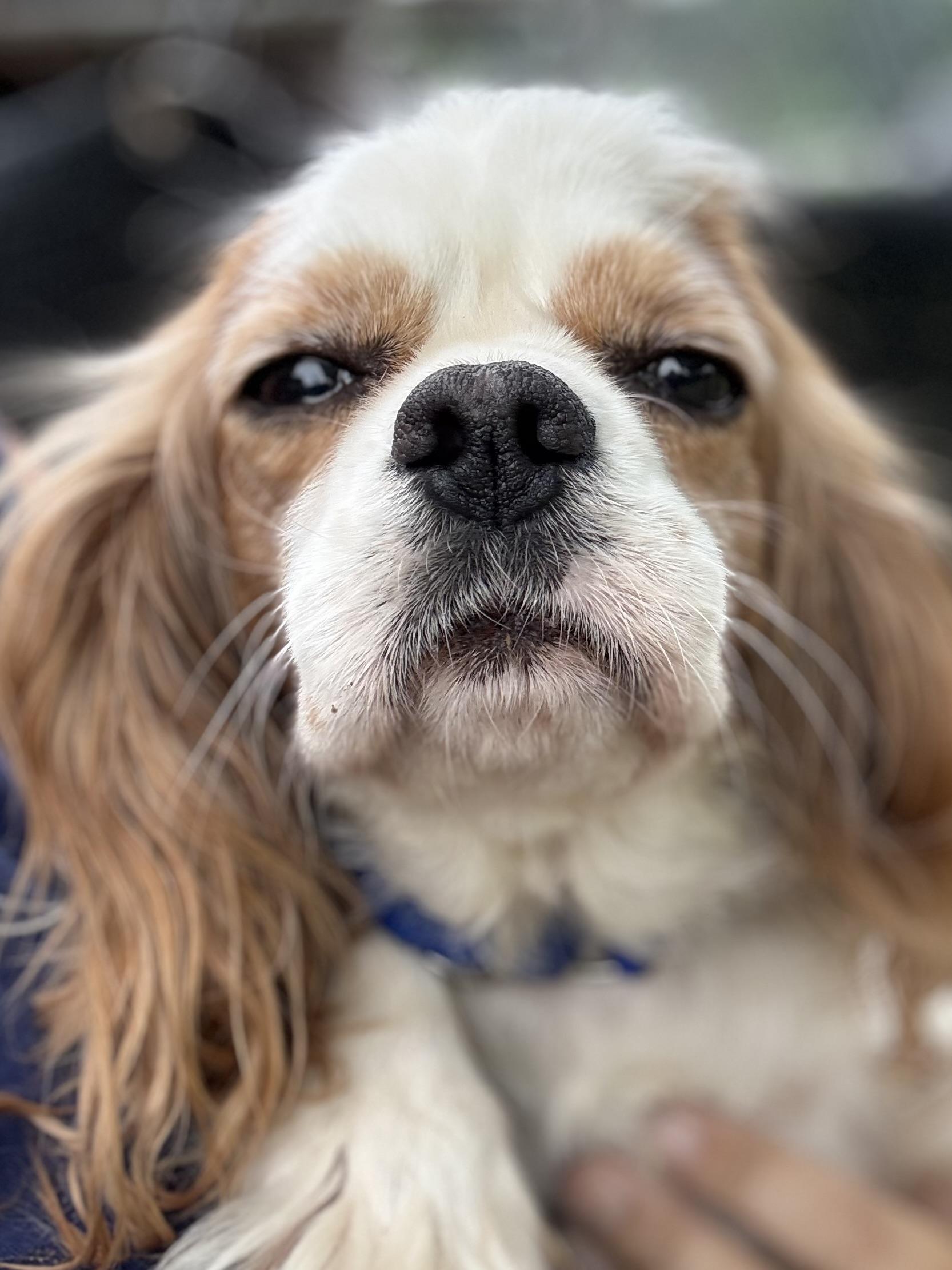 Enlarge Strawberry Shortcake, a Adoptable Cavalier King Charles Spaniel in South Saint Paul, MN image 2/4