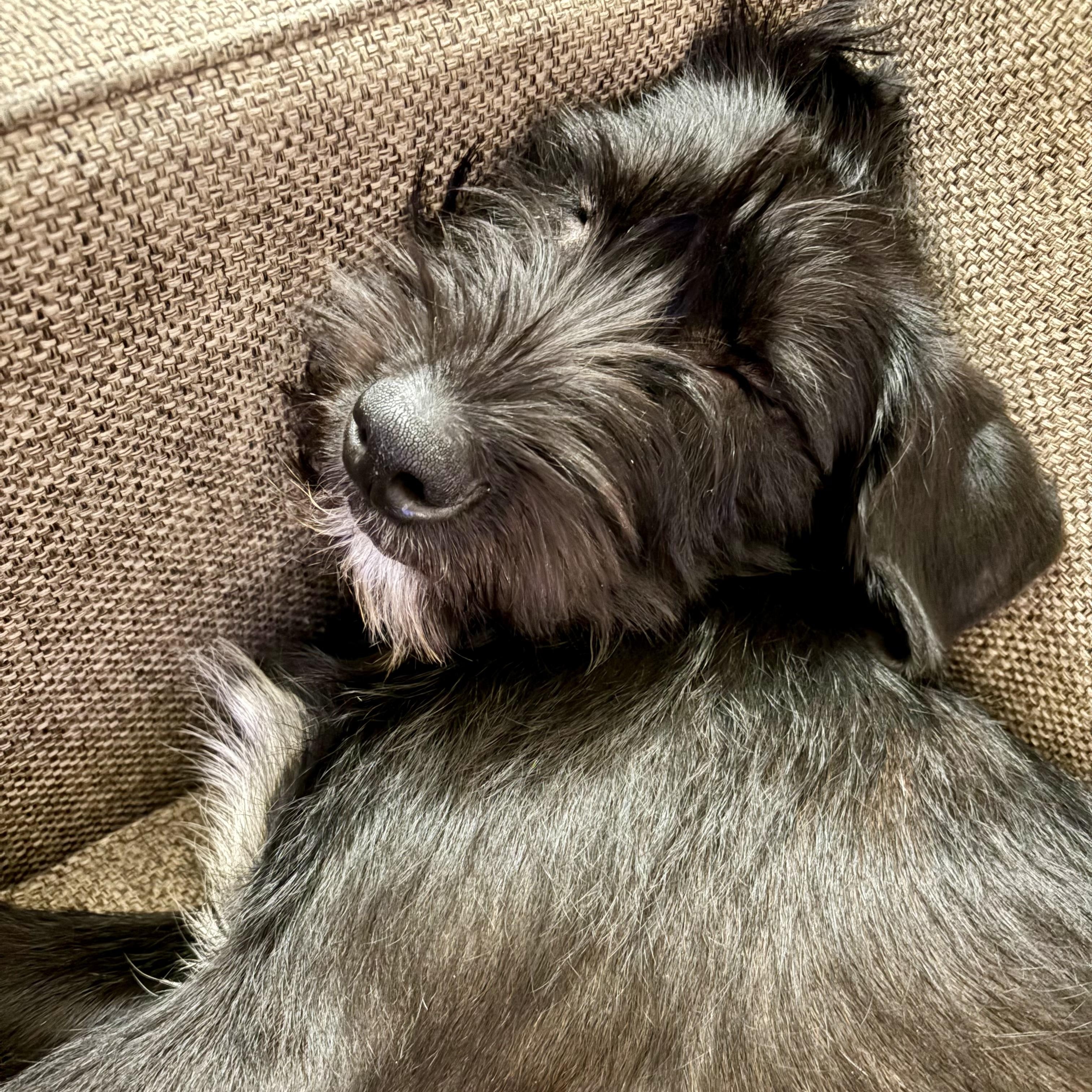 Heidi, adopted, Puppy Female Terrier.