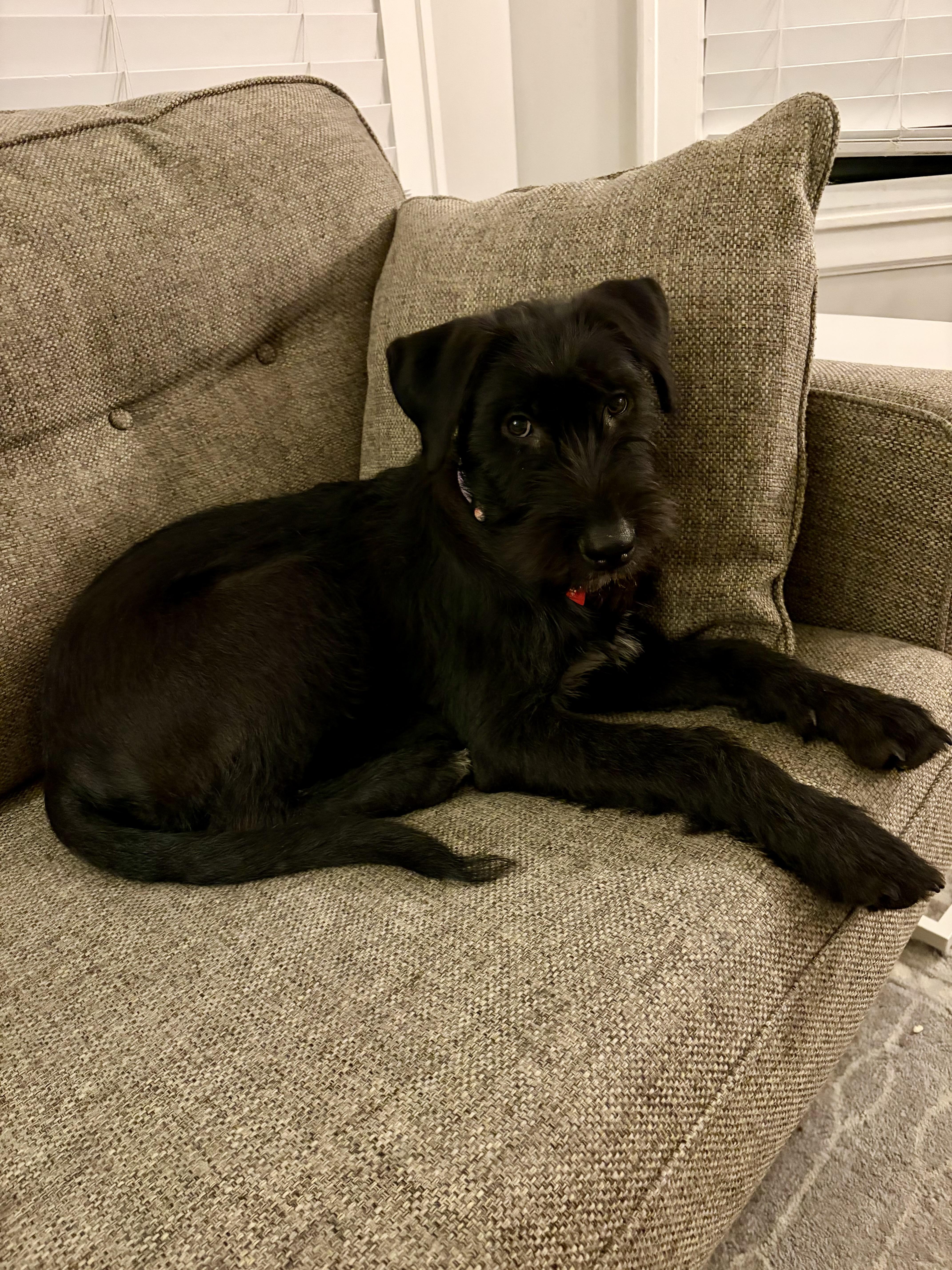 Enlarge Heidi, an adopted mixed breed in Libertyville, IL image 3/3