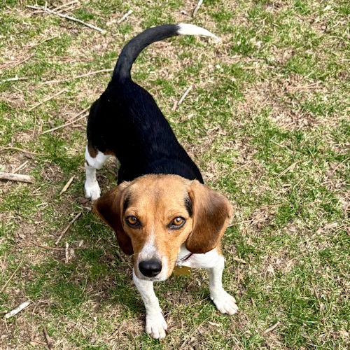 Enlarge Juno, a ADOPTABLE Beagle in Toledo, OH image 2/5
