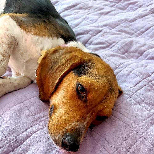 Enlarge Juno, a ADOPTABLE Beagle in Toledo, OH image 5/5