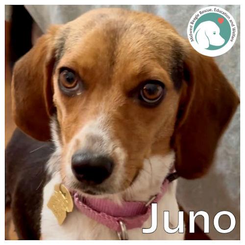 Enlarge Juno, a ADOPTABLE Beagle in Toledo, OH image 1/5
