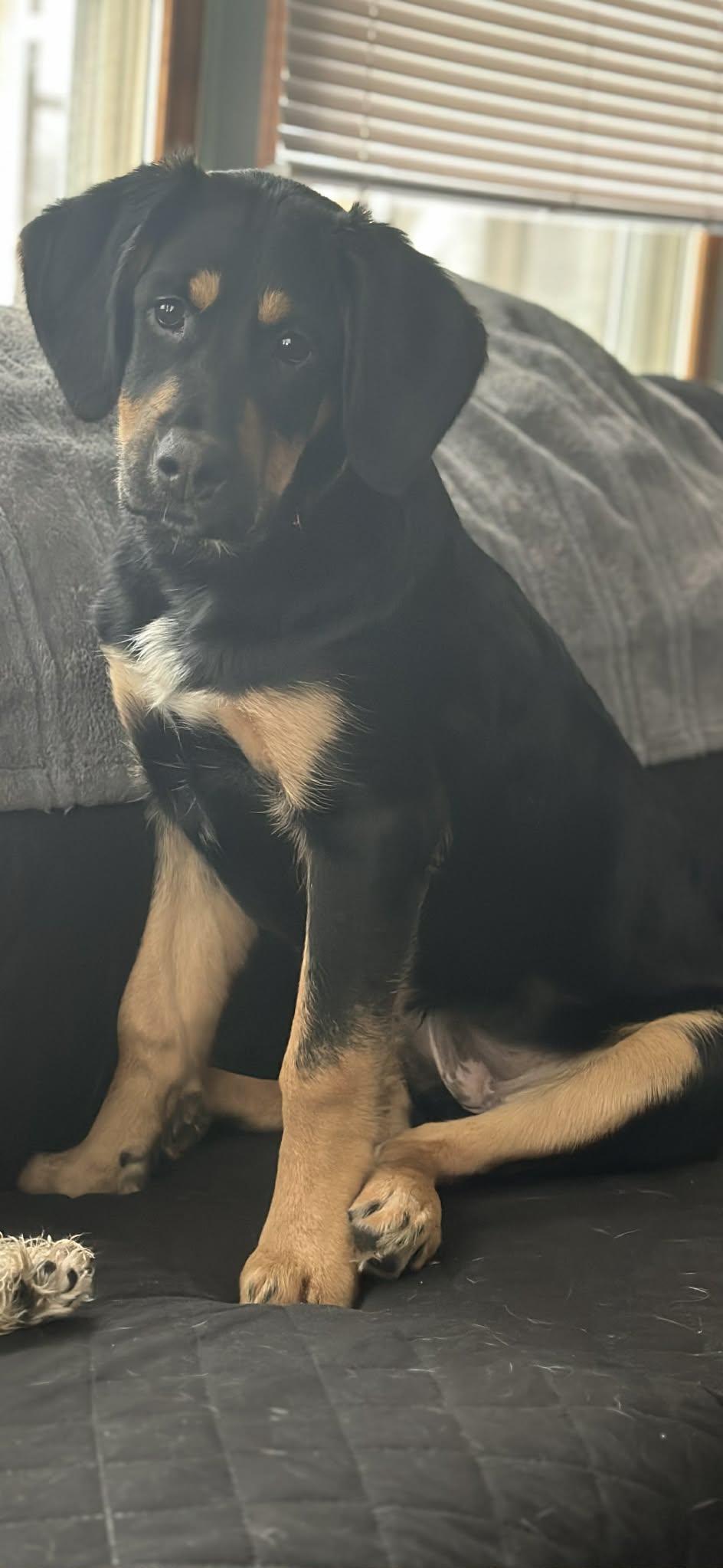 Enlarge Monica , an adopted mixed breed in Elkhorn, WI image 1/4