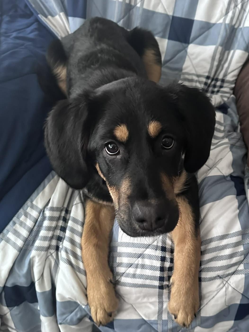 Enlarge Monica , an adopted mixed breed in Elkhorn, WI image 2/4