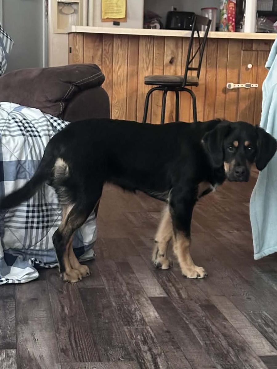 Enlarge Monica , an adopted mixed breed in Elkhorn, WI image 4/4