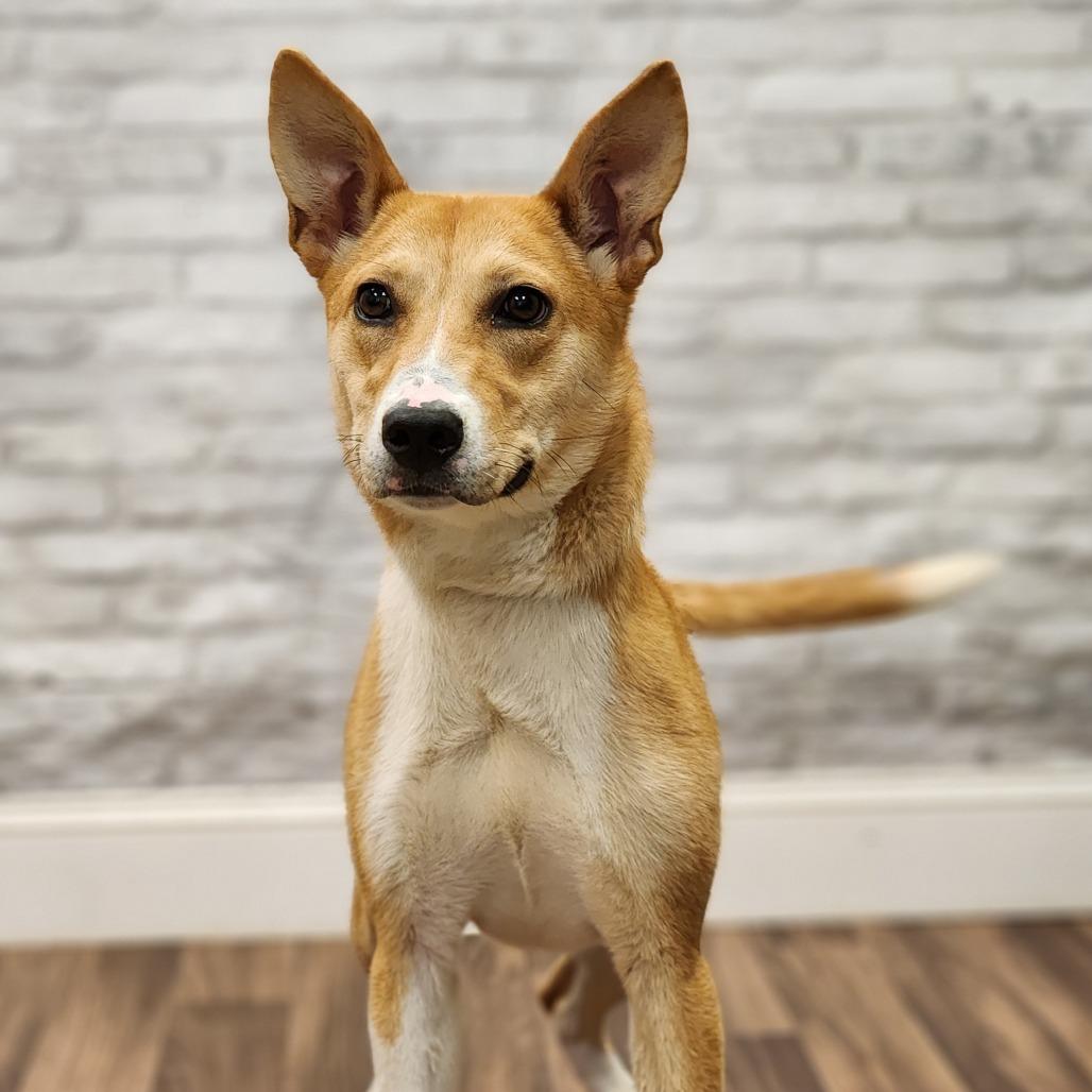 Enlarge Millie, a Adoptable mixed breed in Montgomery, AL image 1/6