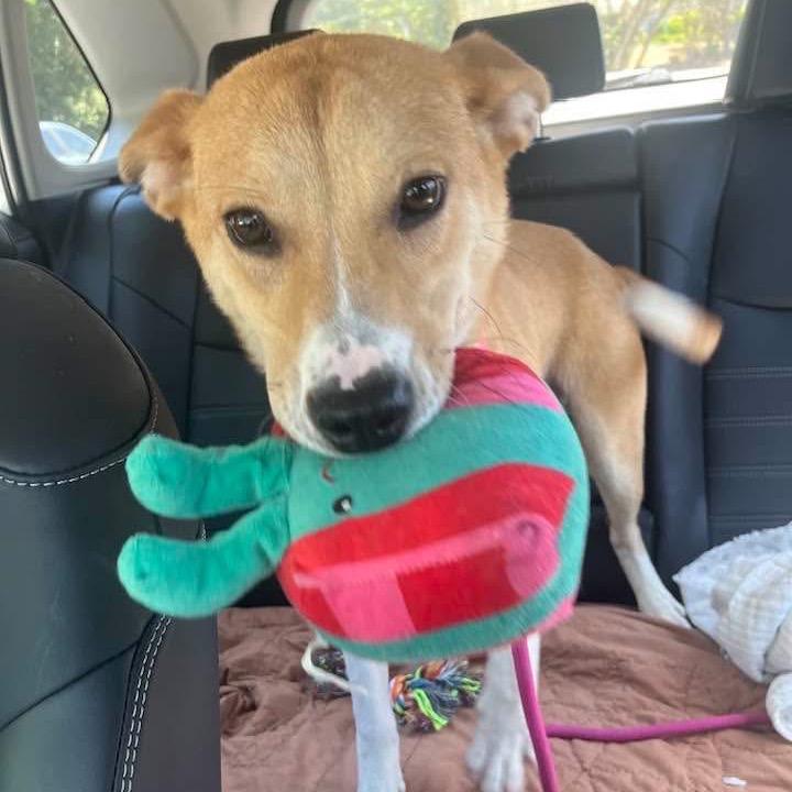 Enlarge Millie, a Adoptable mixed breed in Montgomery, AL image 2/6