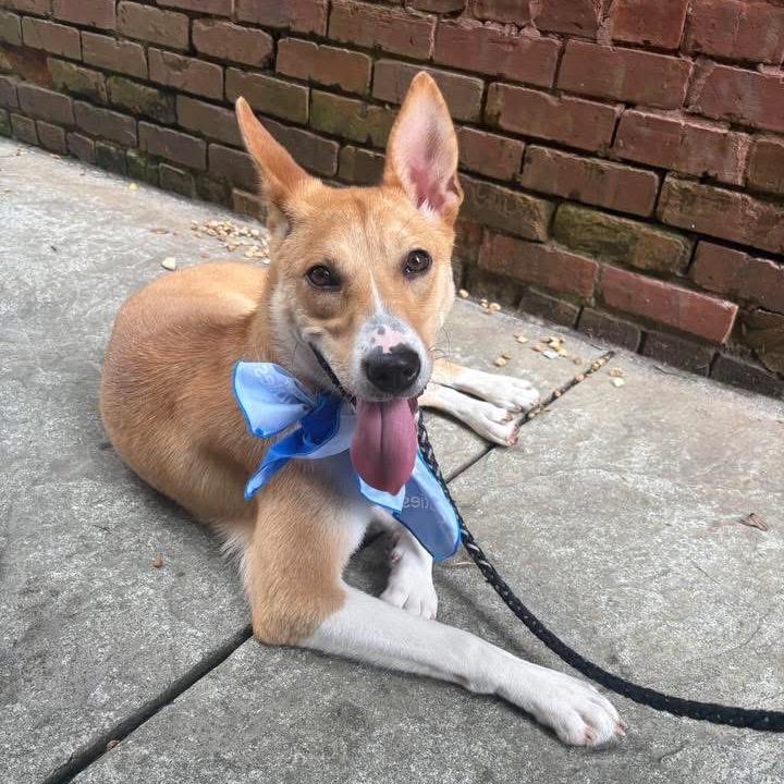 Enlarge Millie, a Adoptable mixed breed in Montgomery, AL image 3/6