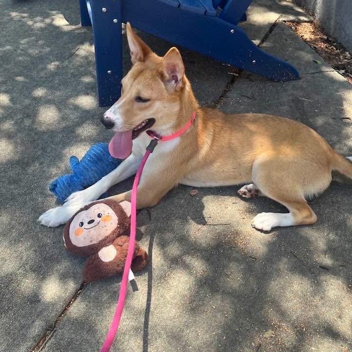 Enlarge Millie, a Adoptable mixed breed in Montgomery, AL image 6/6
