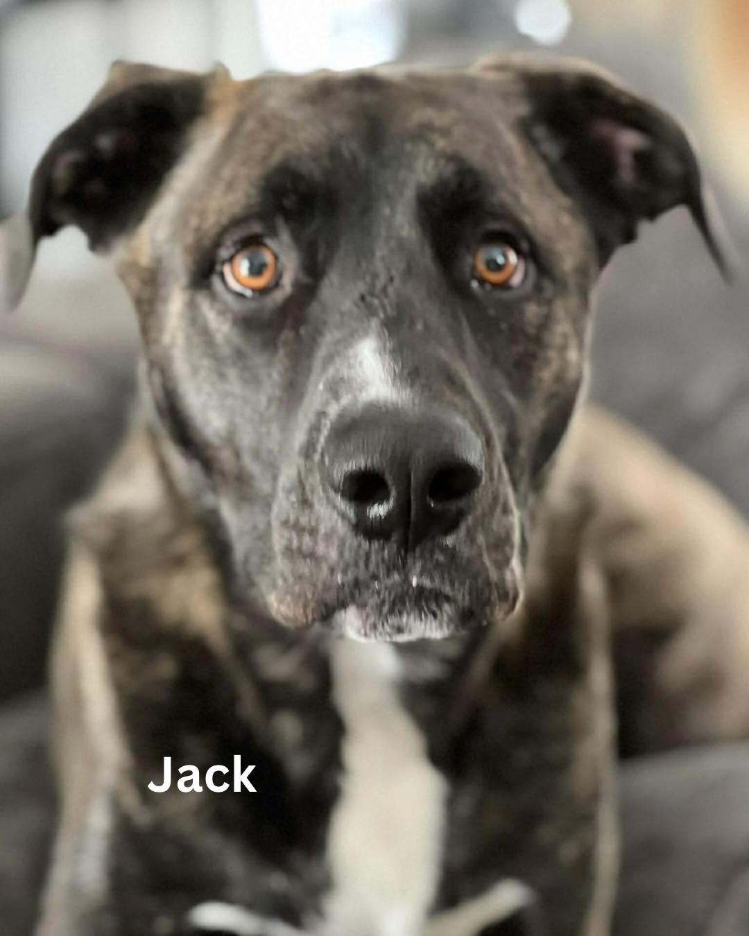 Enlarge Jack, a Adoptable Mixed Breed in Berwick, ME image 1/1