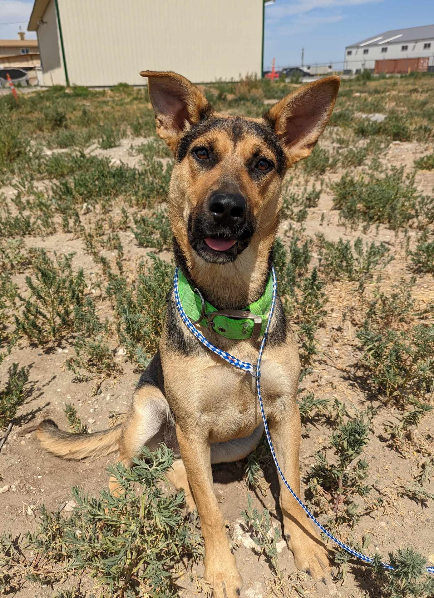 Kalua: RIDGE DOG GRADUATE FROM PRISON FACILITY photo 2