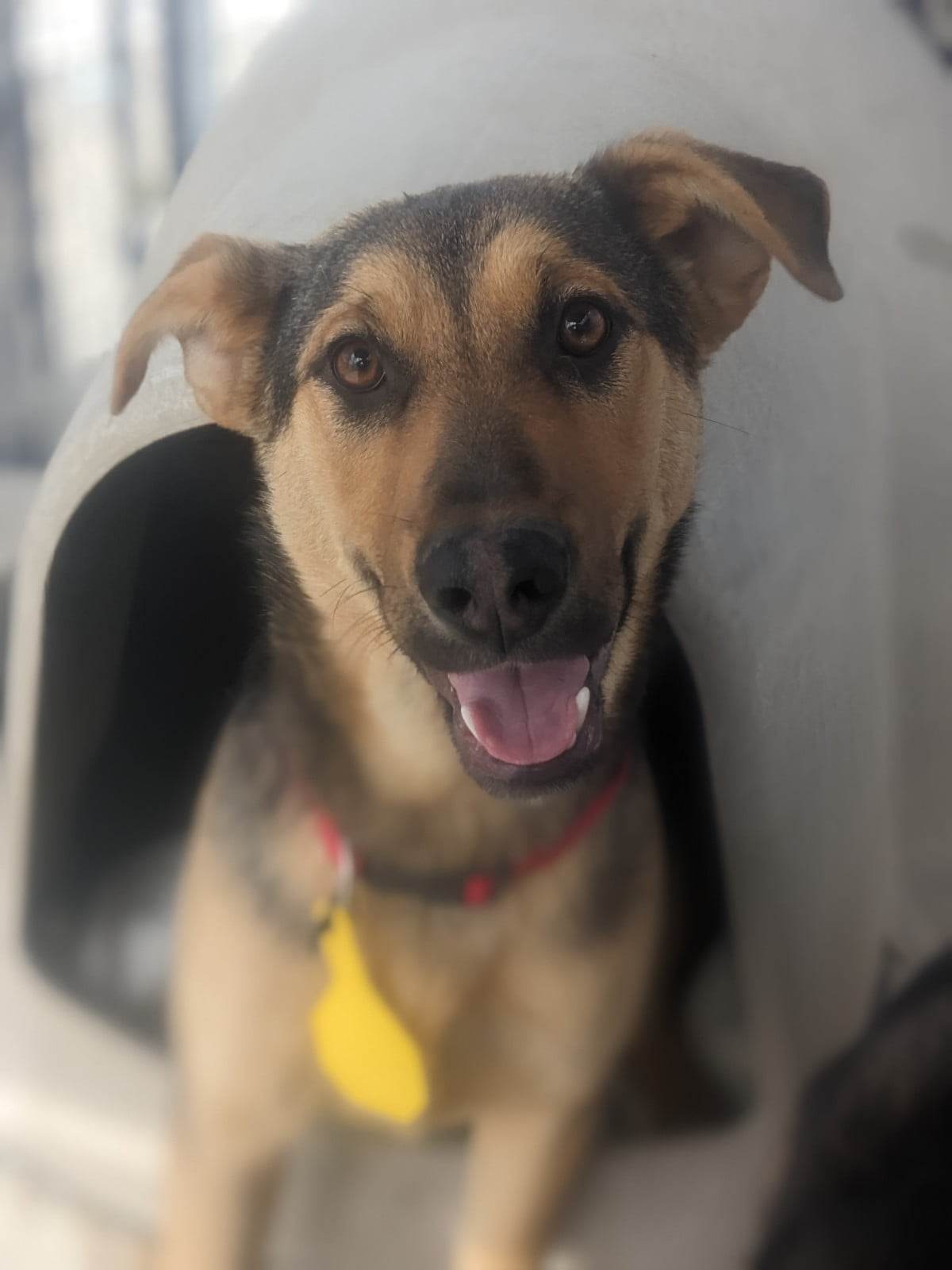Kalua: RIDGE DOG GRADUATE FROM PRISON FACILITY photo 3