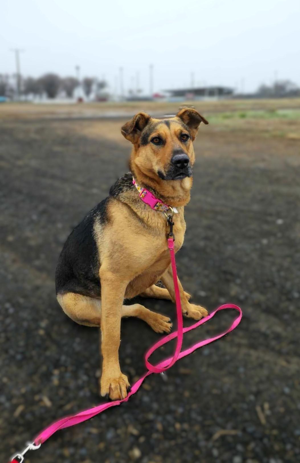 Kalua: RIDGE DOG GRADUATE FROM PRISON FACILITY photo 4