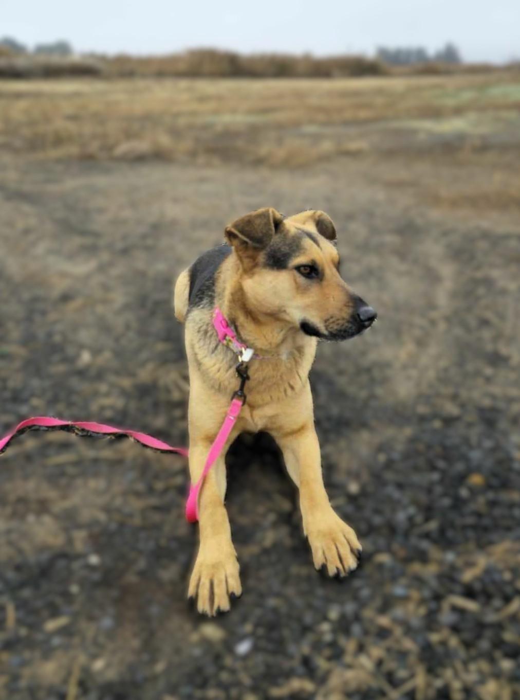 Kalua: RIDGE DOG GRADUATE FROM PRISON FACILITY photo 5