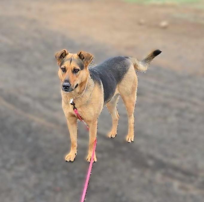 Kalua: RIDGE DOG GRADUATE FROM PRISON FACILITY