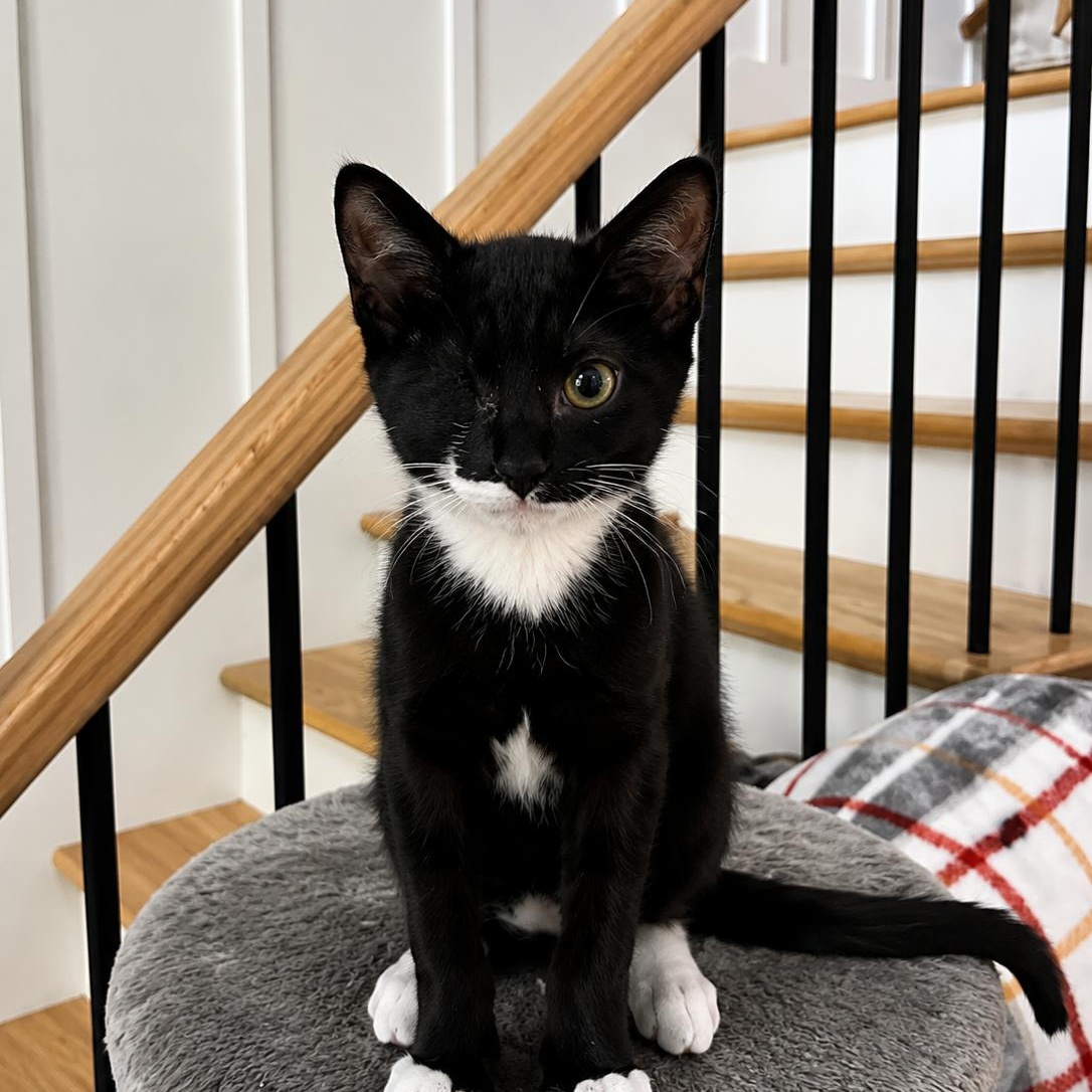 Mouse, a Adoptable mixed breed in Moriches, NY image 2/2
