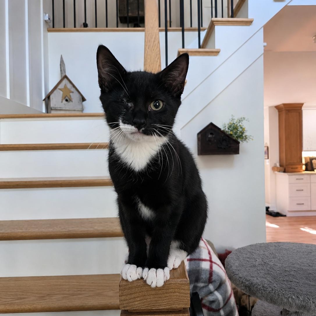 Mouse, Adoptable, Kitten Male Domestic Short Hair & Tuxedo.
