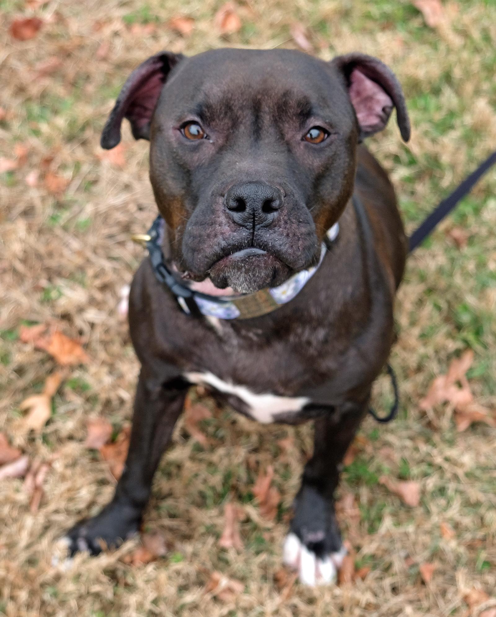 Enlarge Magnolia (Maggie), a Adoptable mixed breed in Arlington, VA image 1/3