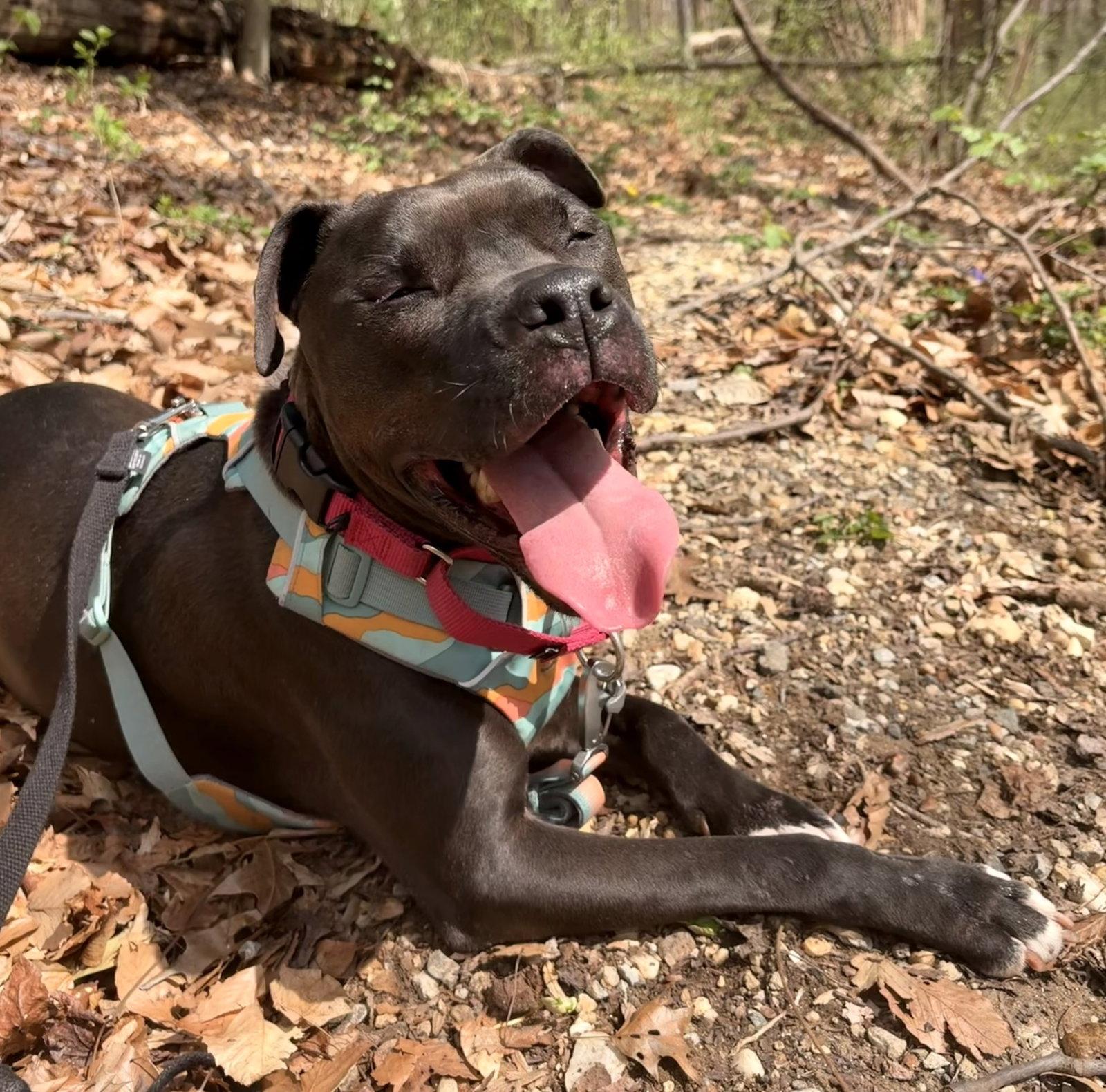 Magnolia (Maggie), a Adoptable mixed breed in Arlington, VA image 1/3
