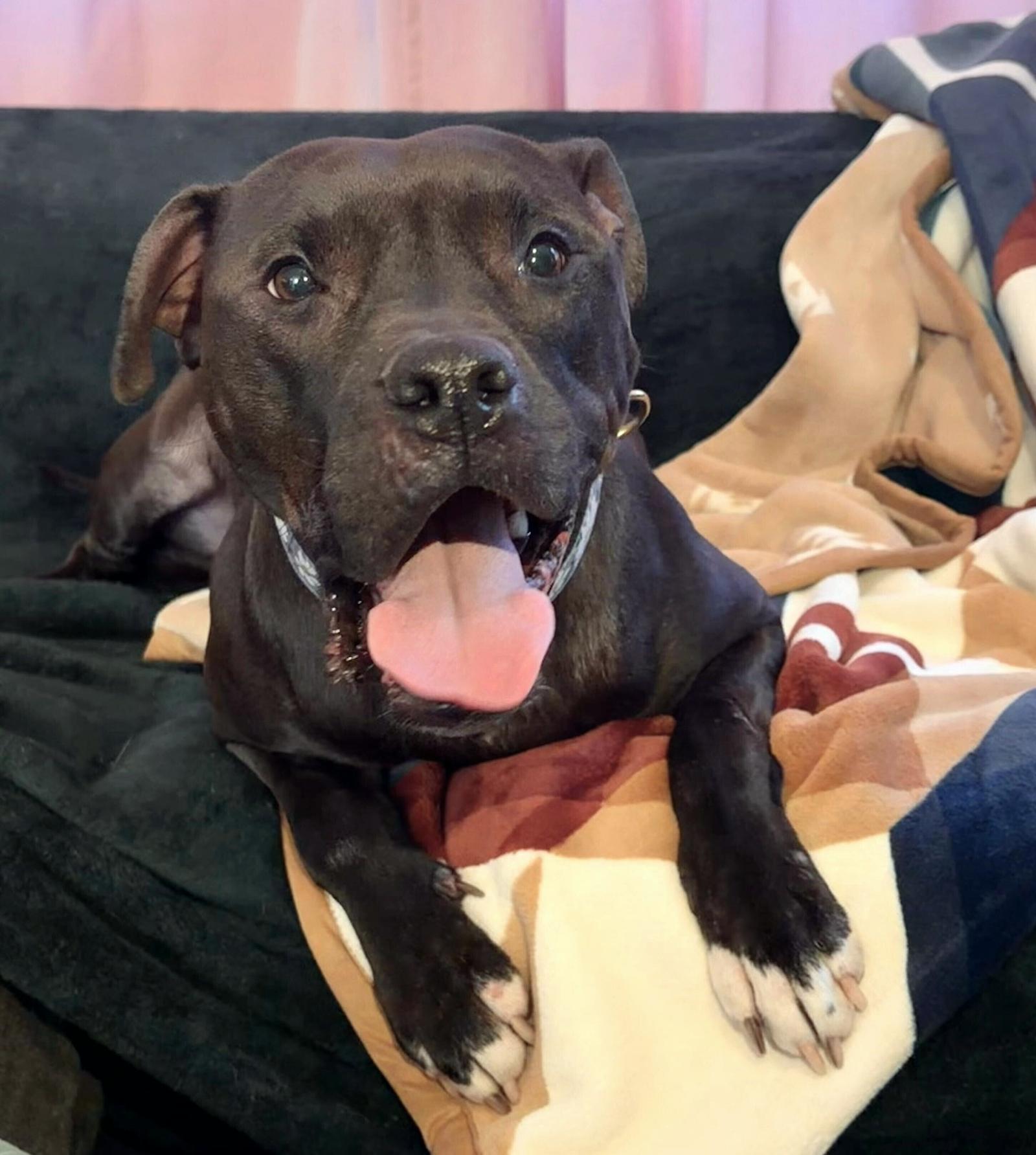 Enlarge Magnolia (Maggie), a Adoptable mixed breed in Arlington, VA image 2/3