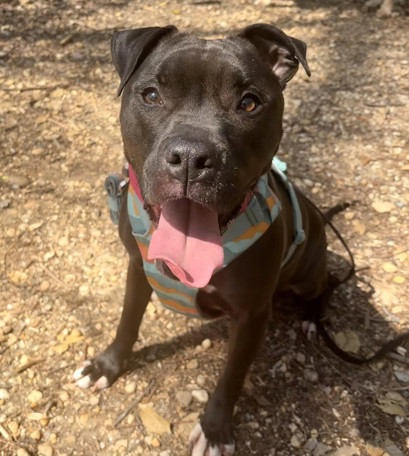 Magnolia (Maggie), a Adoptable mixed breed in Arlington, VA image 2/3
