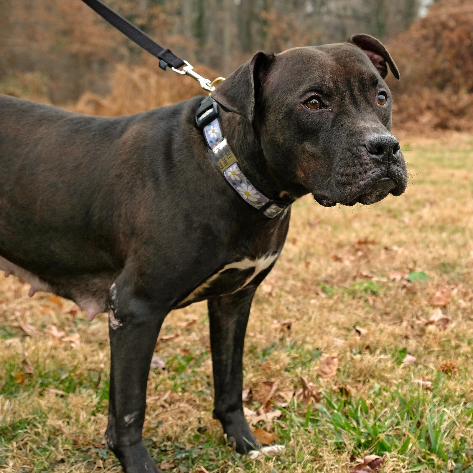 Enlarge Magnolia (Maggie), a Adoptable mixed breed in Arlington, VA image 2/3