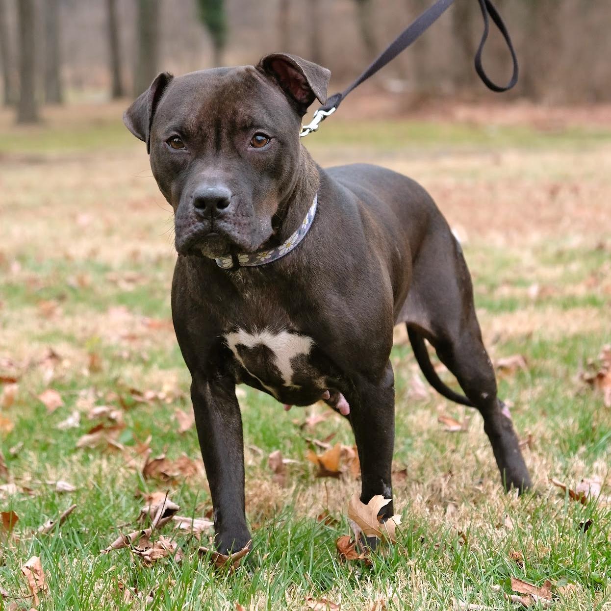 Enlarge Magnolia (Maggie), a Adoptable mixed breed in Arlington, VA image 3/3