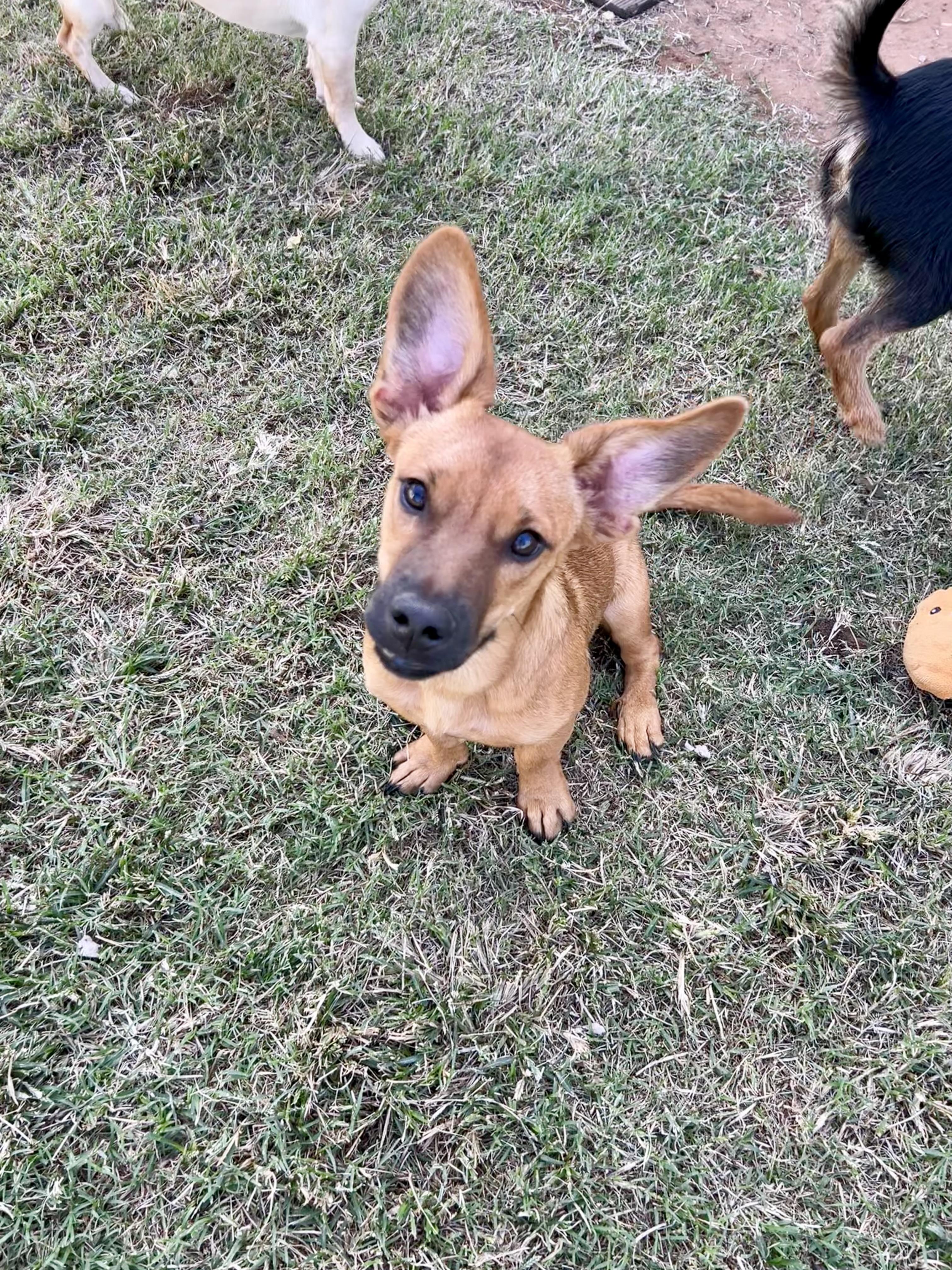 Merlin, Adoptable, Young Male Chihuahua & Dachshund.