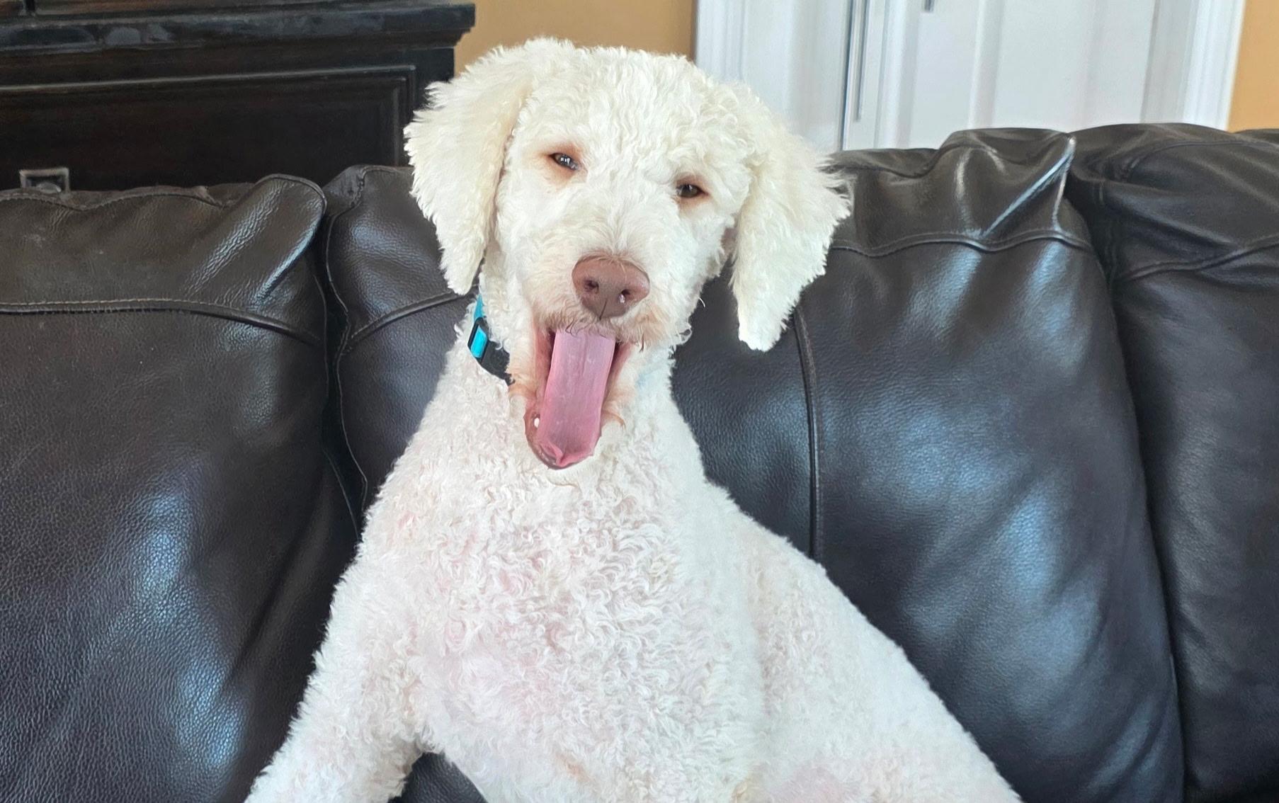 Dorothy/Smiley ADOPTED, adopted, Young Female Labradoodle.