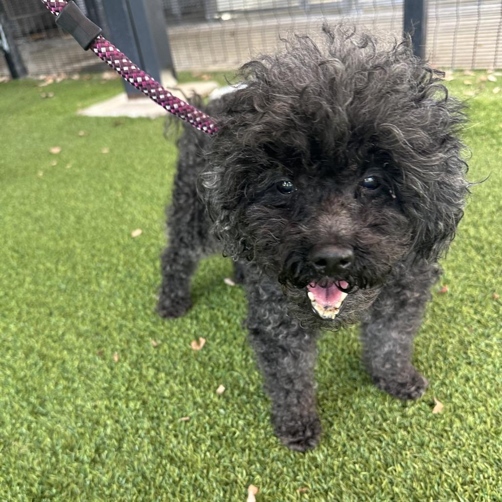 Perla, a Adoptable Poodle in Bend, OR image 3/6