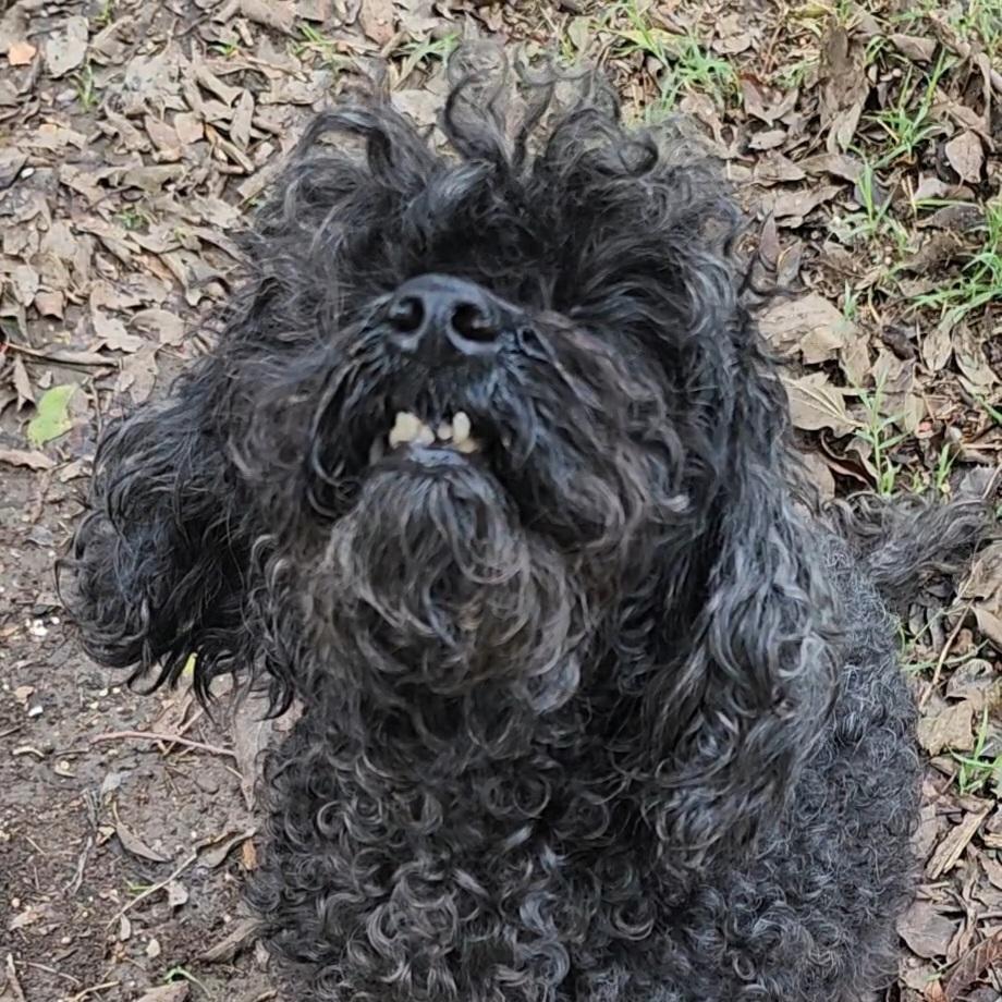 Perla, a Adoptable Poodle in Bend, OR image 5/6