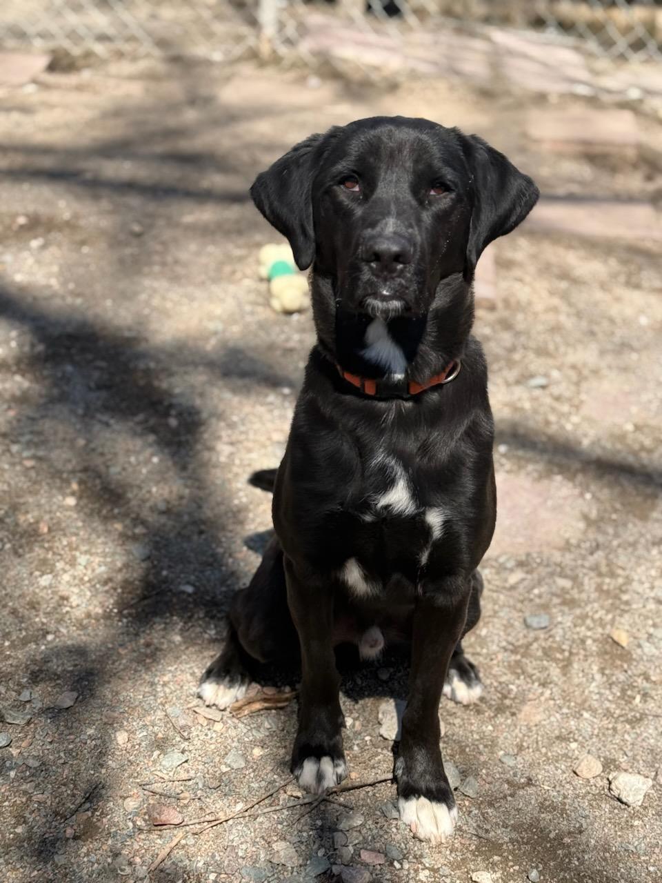 Otto, Adoptable, Young Male Black Labrador Retriever.