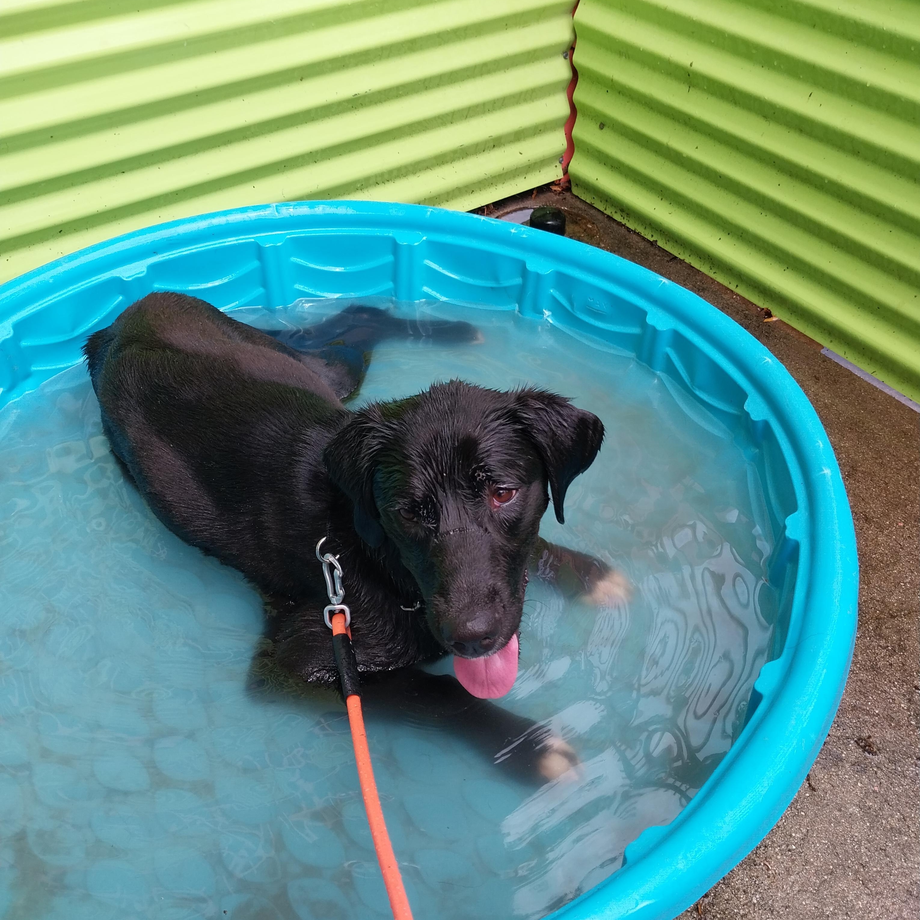 Otto, a Adoptable mixed breed in Richmond, VA image 2/2