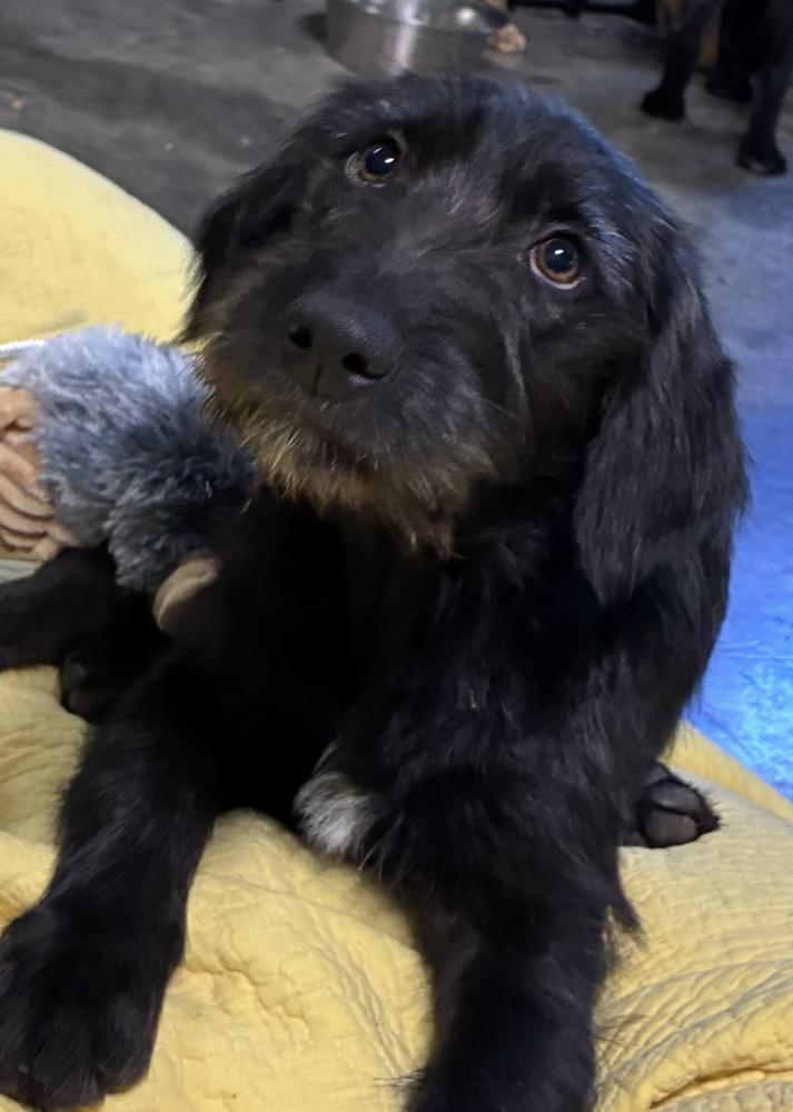 Enlarge Corbetterant / Sky, a Adoptable mixed breed in Broomfield, CO image 1/2