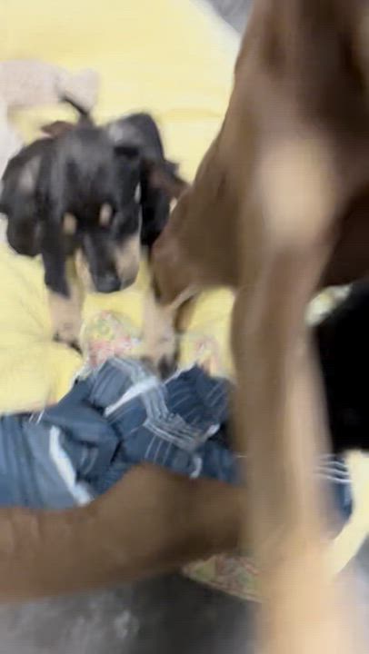 Enlarge Corbetterant / Sky, a Adoptable mixed breed in Broomfield, CO video 2/2