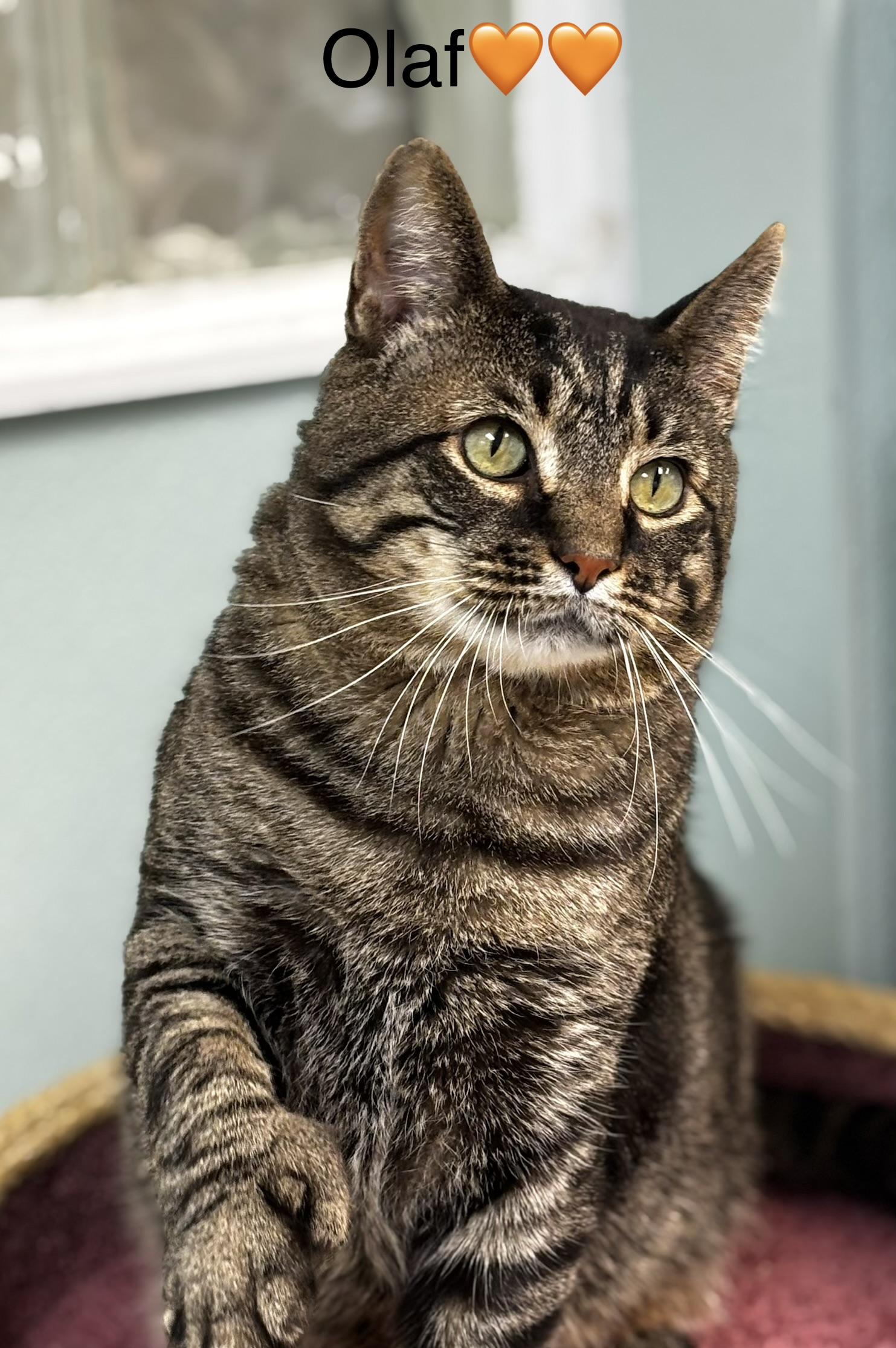Olaf, a ADOPTABLE mixed breed in Calais, ME image 3/3