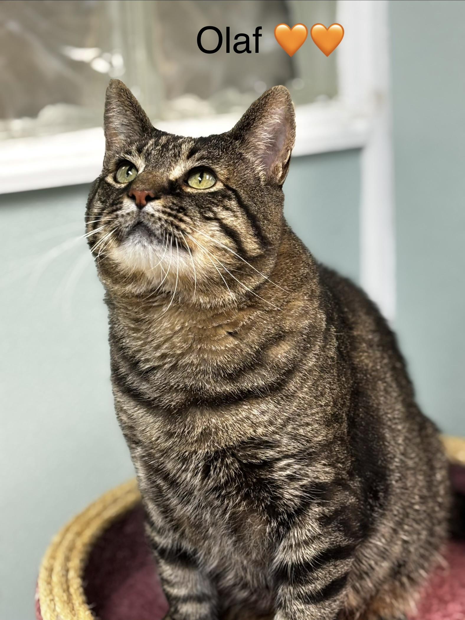 Olaf, ADOPTABLE, Adult Male Domestic Short Hair.