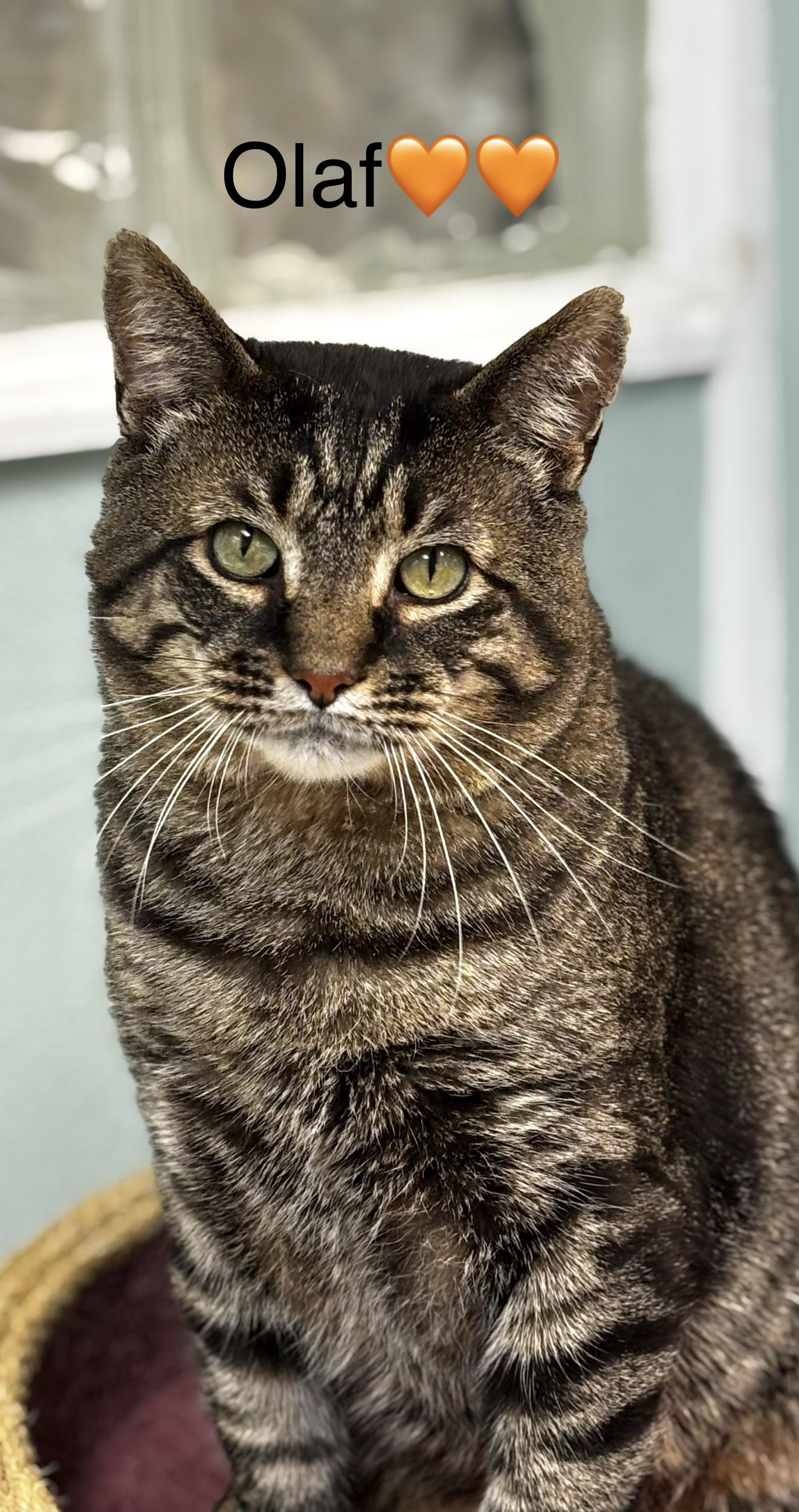 Olaf, a ADOPTABLE mixed breed in Calais, ME image 2/3