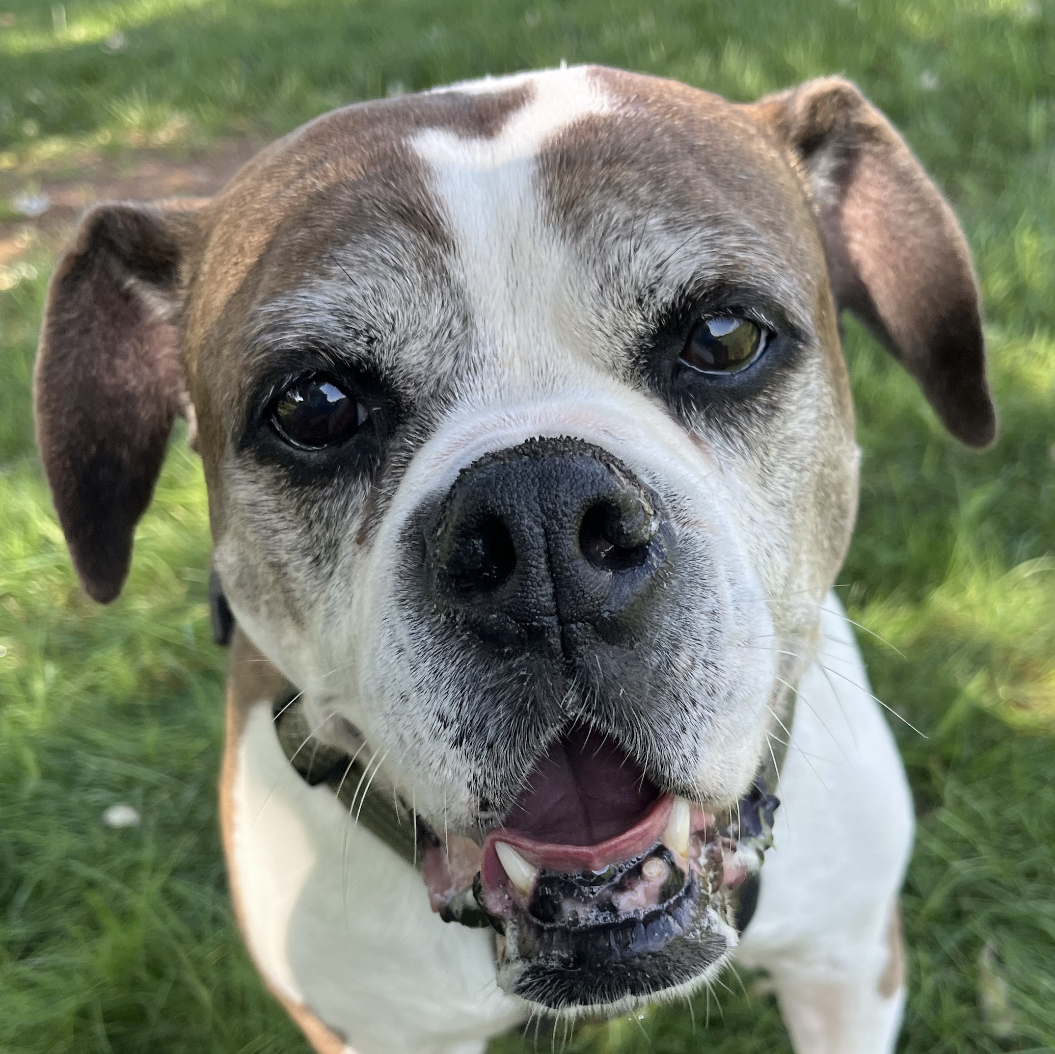 Avis, a Adoptable mixed breed in Charles Town, WV image 4/6