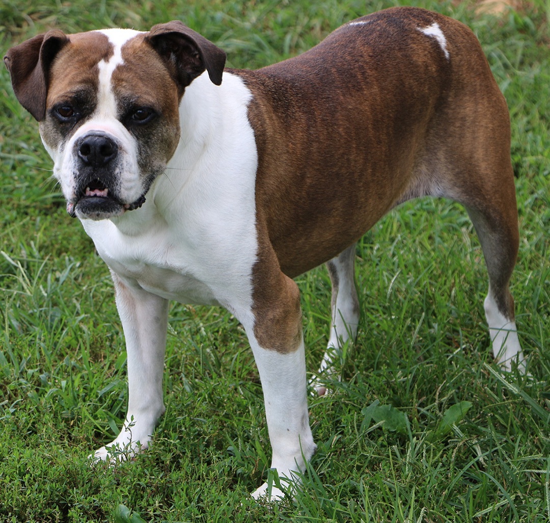 Avis, a Adoptable mixed breed in Charles Town, WV image 6/6